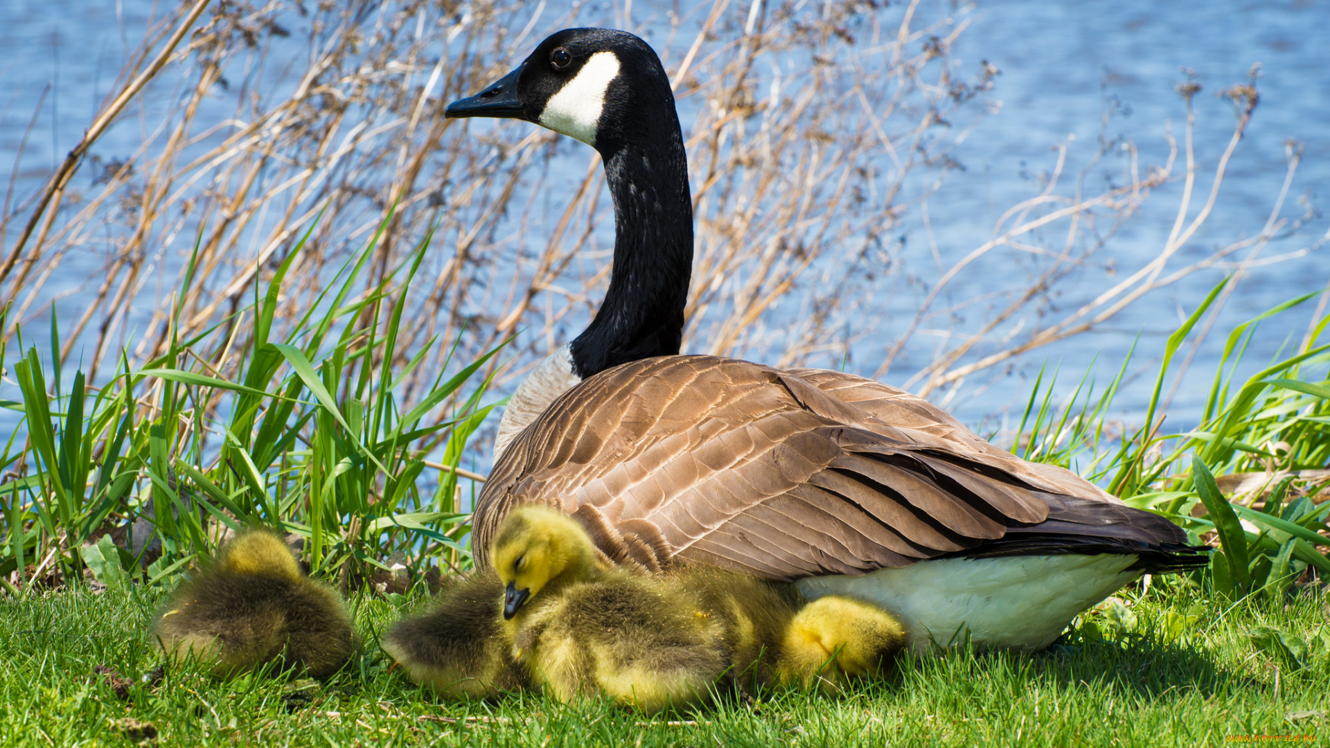 животные, гуси, канадский, гусь