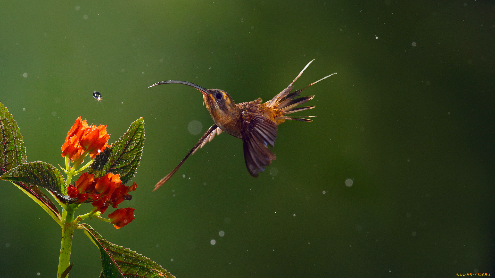 животные, колибри, птица, long-billed, hermit, цветы, капли, дождь, боке