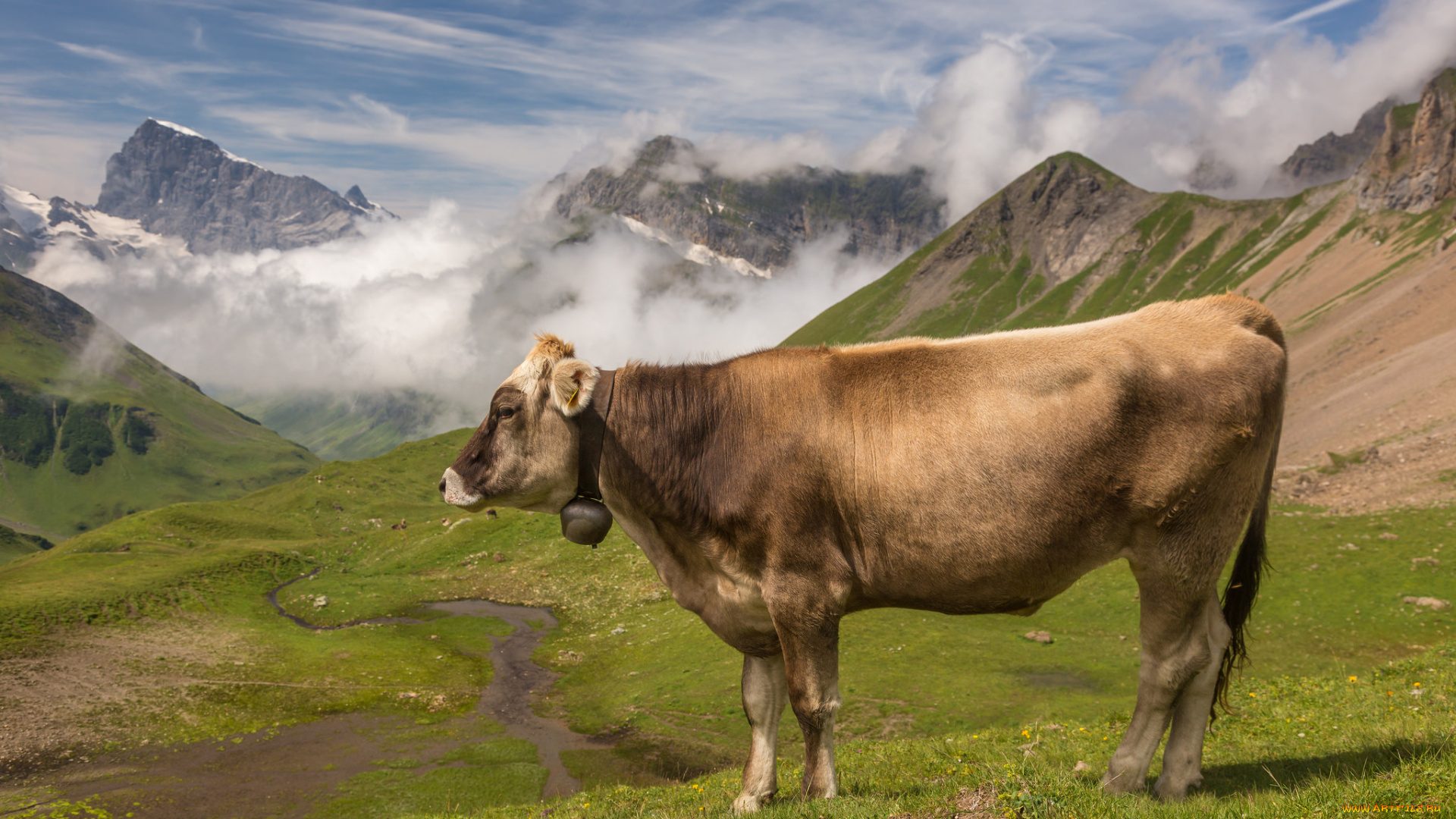 животные, коровы, , буйволы, буренка