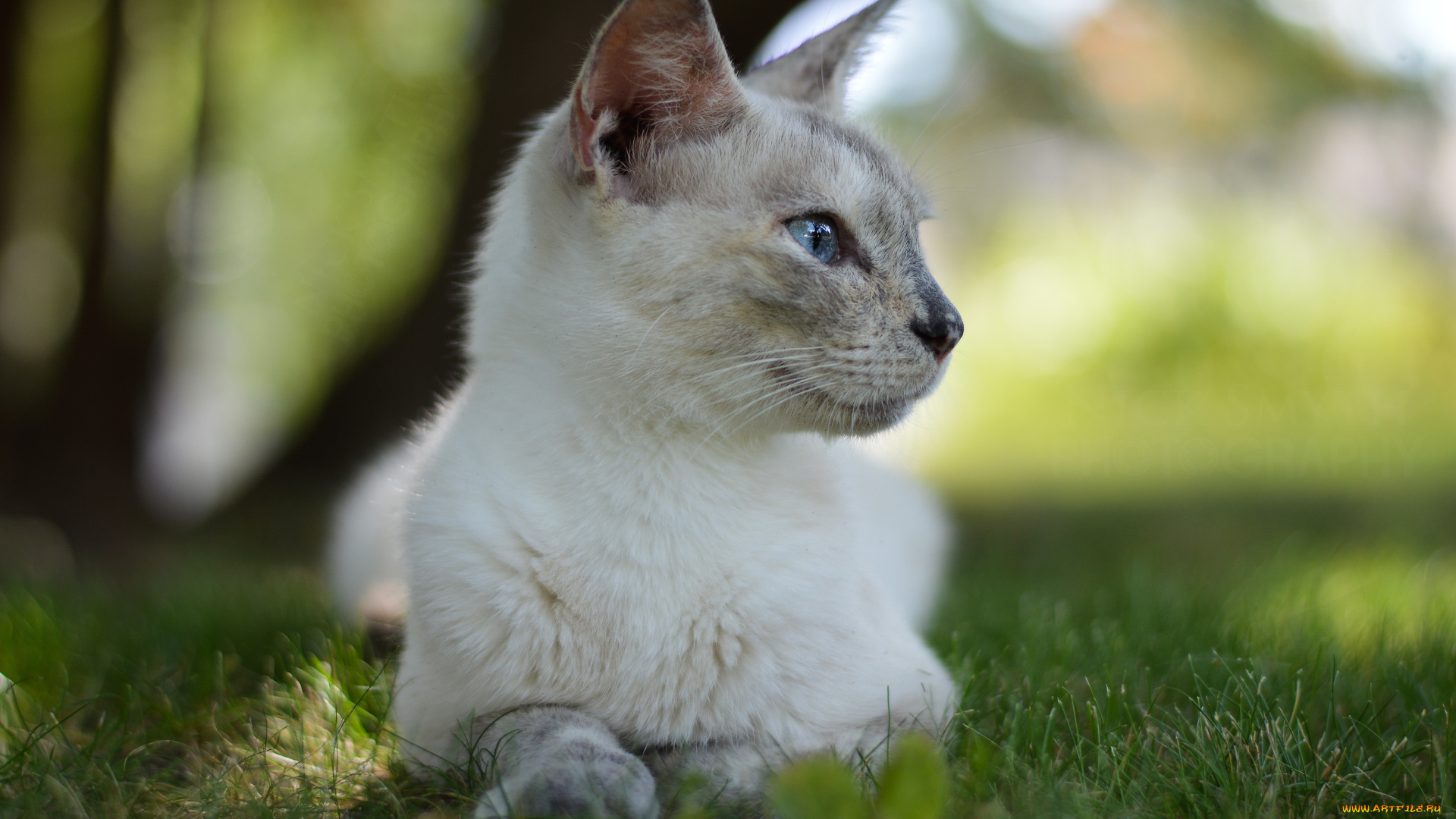 животные, коты, кошка, кот, трава, боке