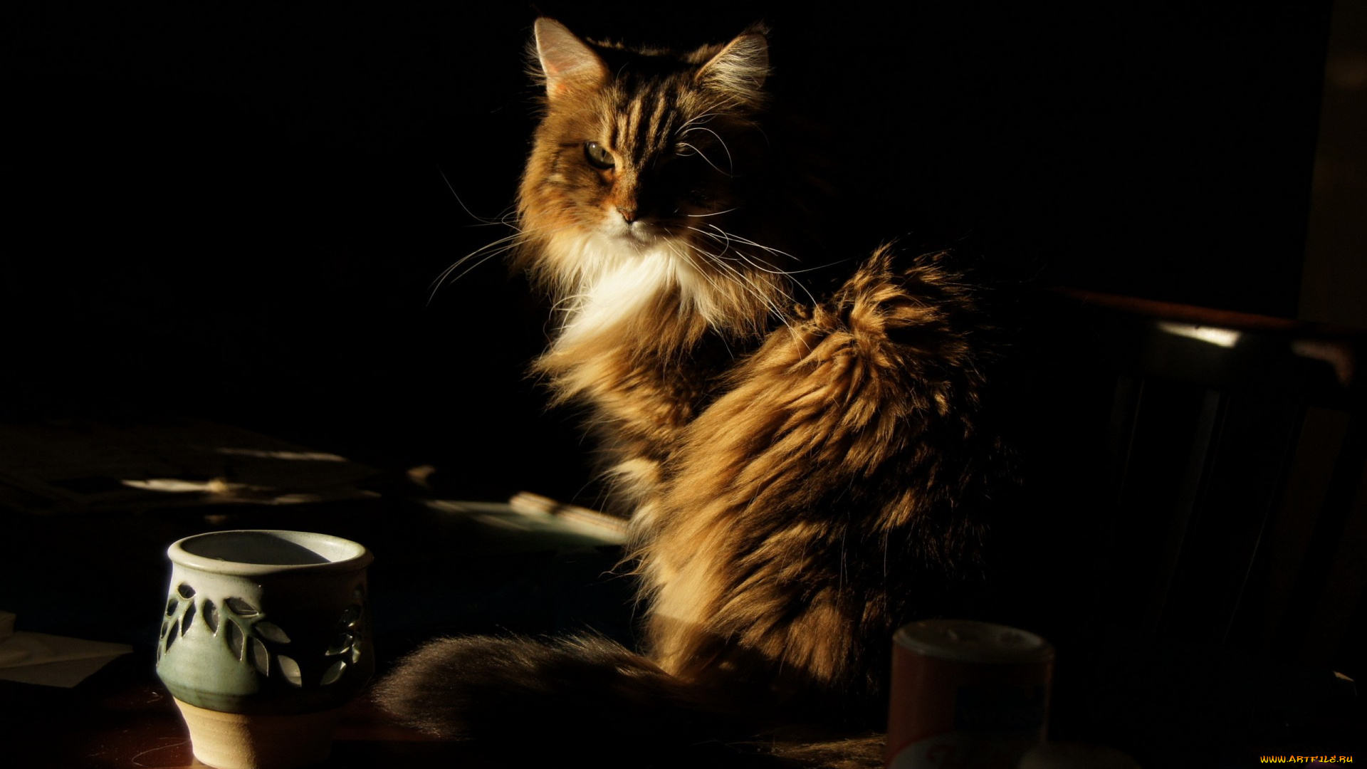 животные, коты, ваза, стол, взгляд, кошка