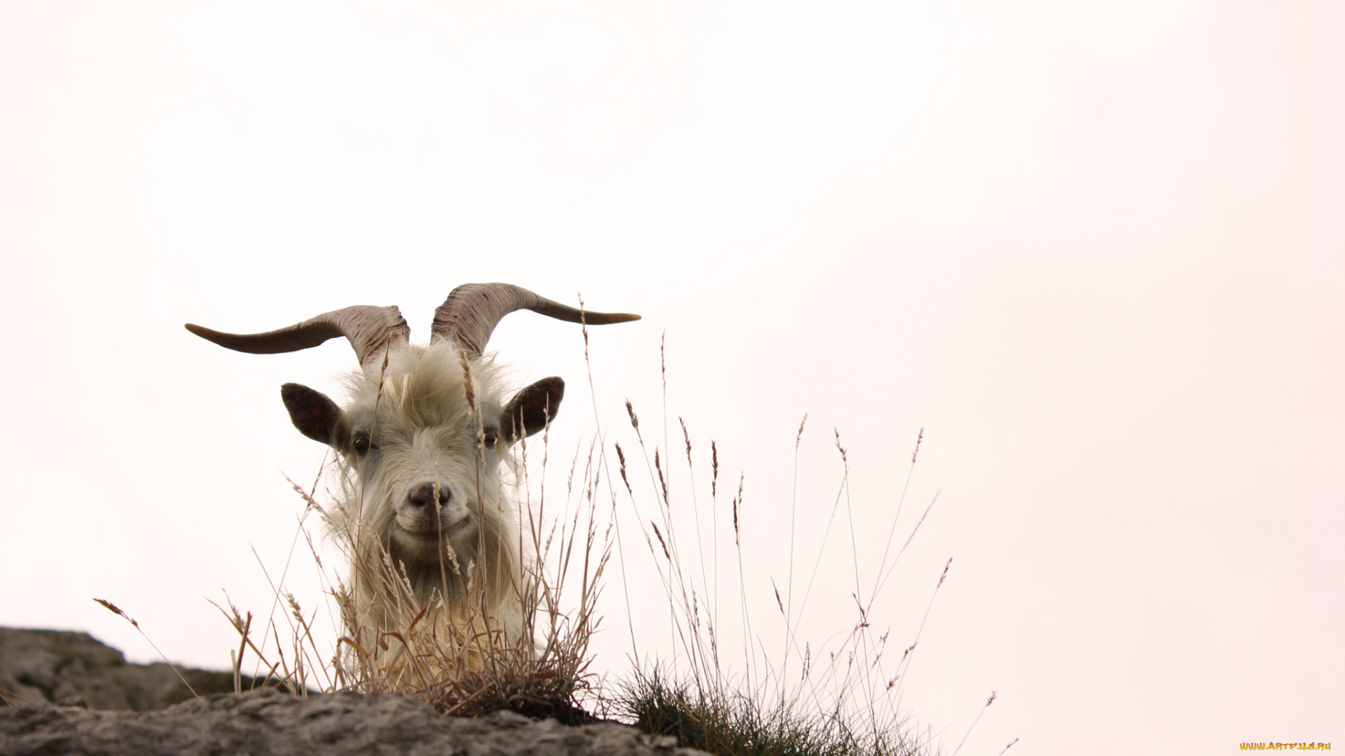 животные, козы, рога, трава, коза