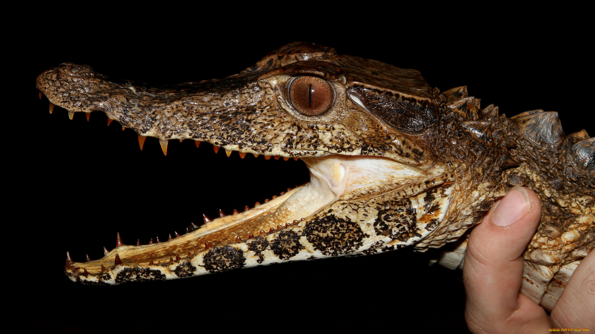 животные, крокодилы, пасть, крокодил