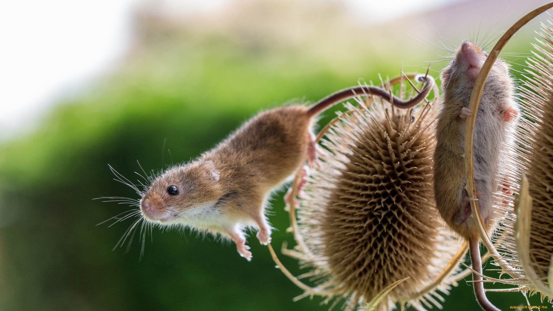 животные, крысы, , мыши, колючки, крохи