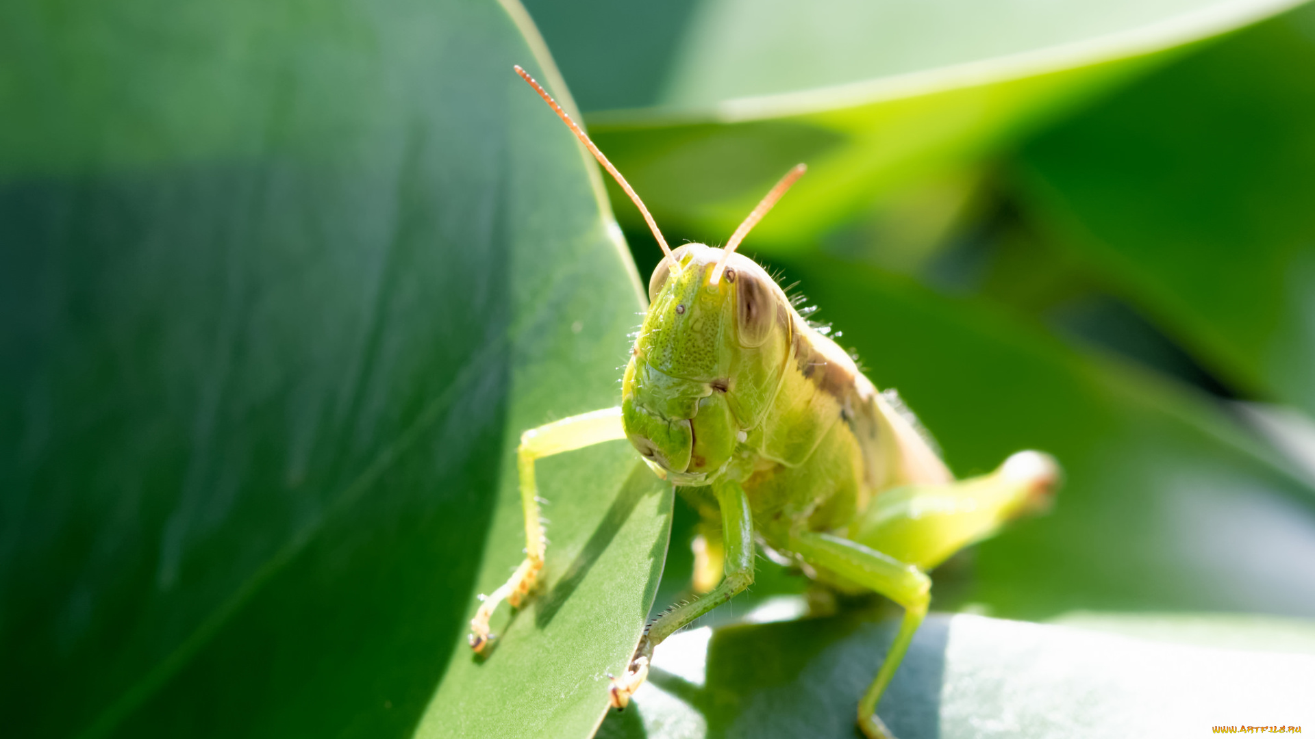животные, кузнечики, , саранча, зелёный, кузнечик, ярко, солнечно, насекомое