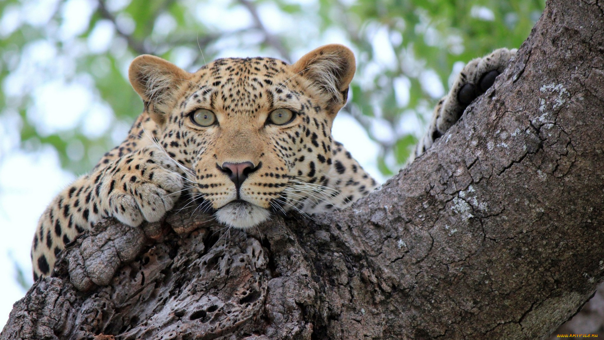 животные, леопарды, отдых, взгляд, леопард, дерево