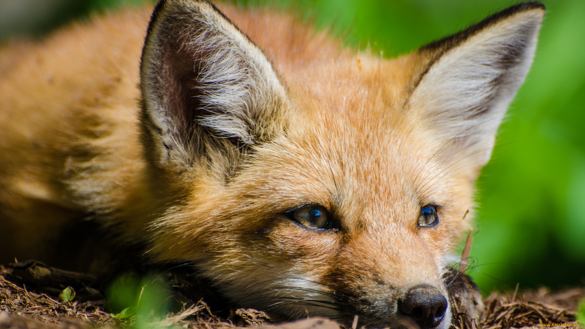 животные, лисы, лисичка