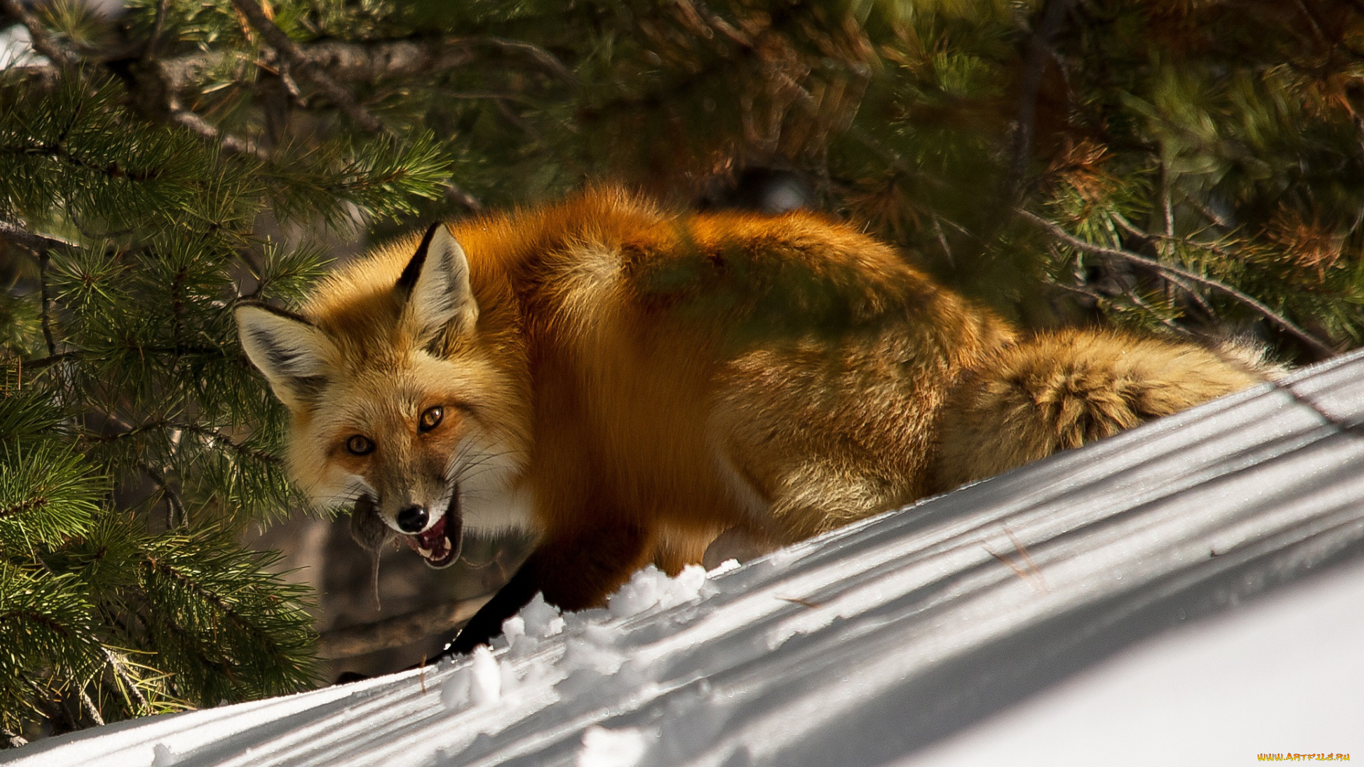 животные, лисы, лисичка