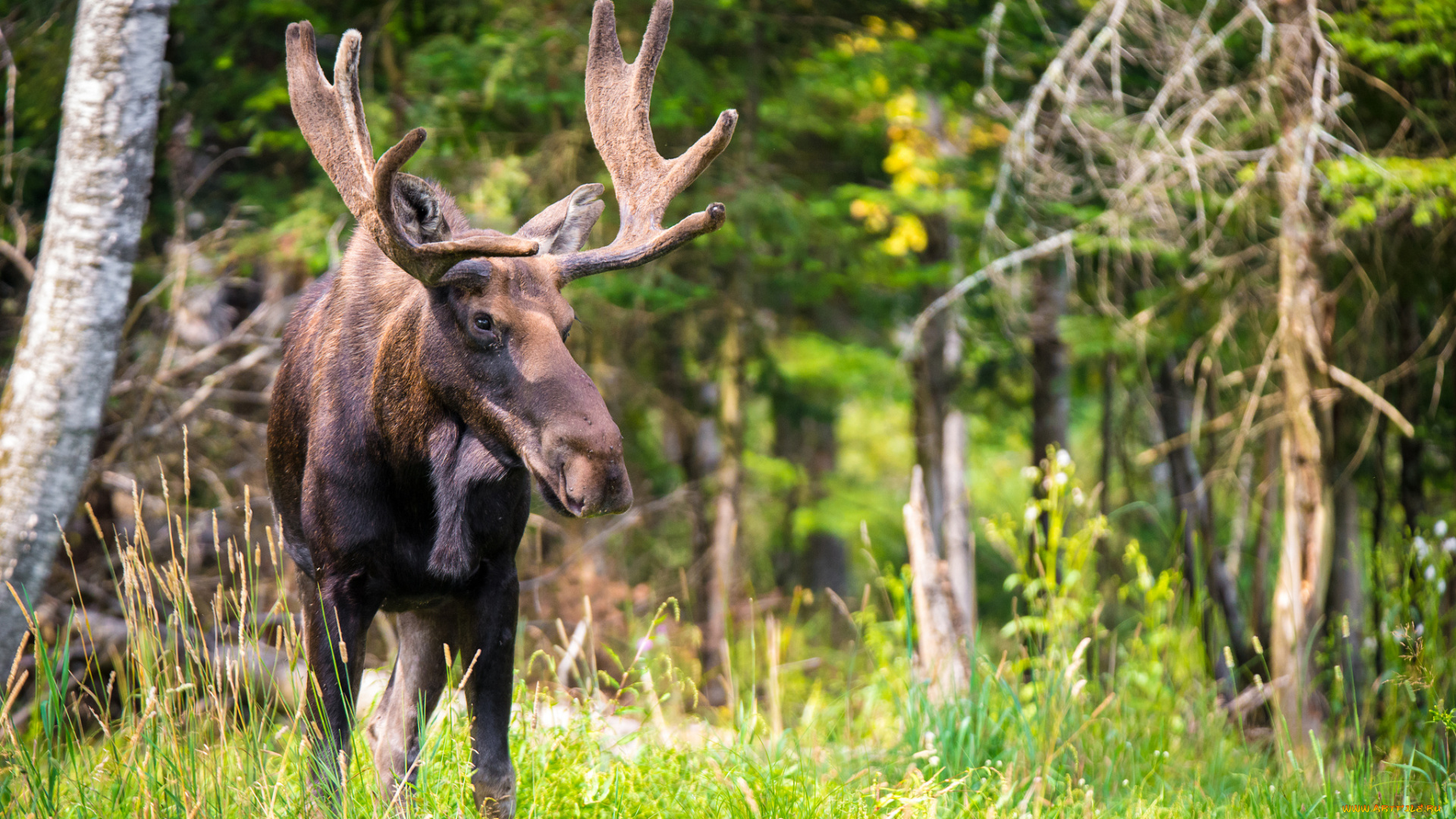 животные, лоси, сохатый