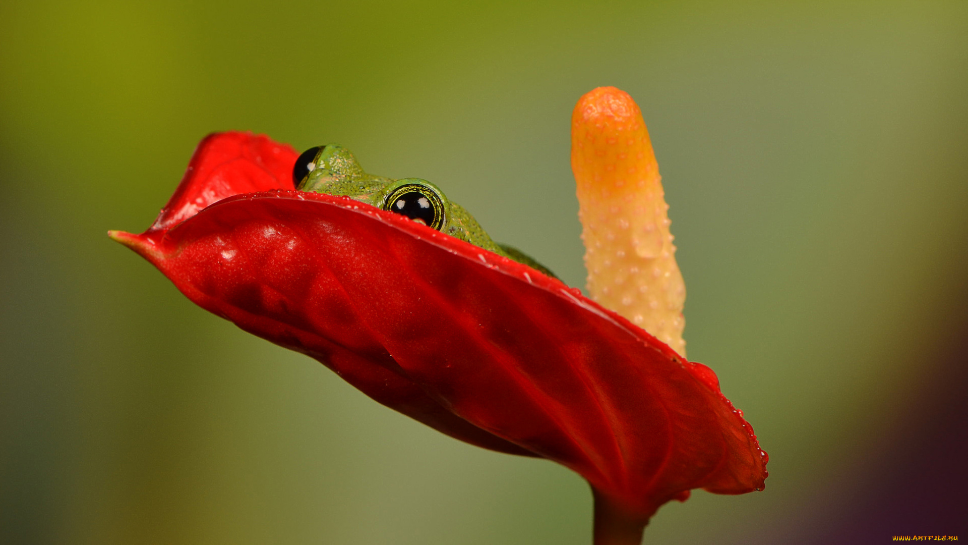 животные, лягушки, тычинка, цветок, спряталась, лягушка