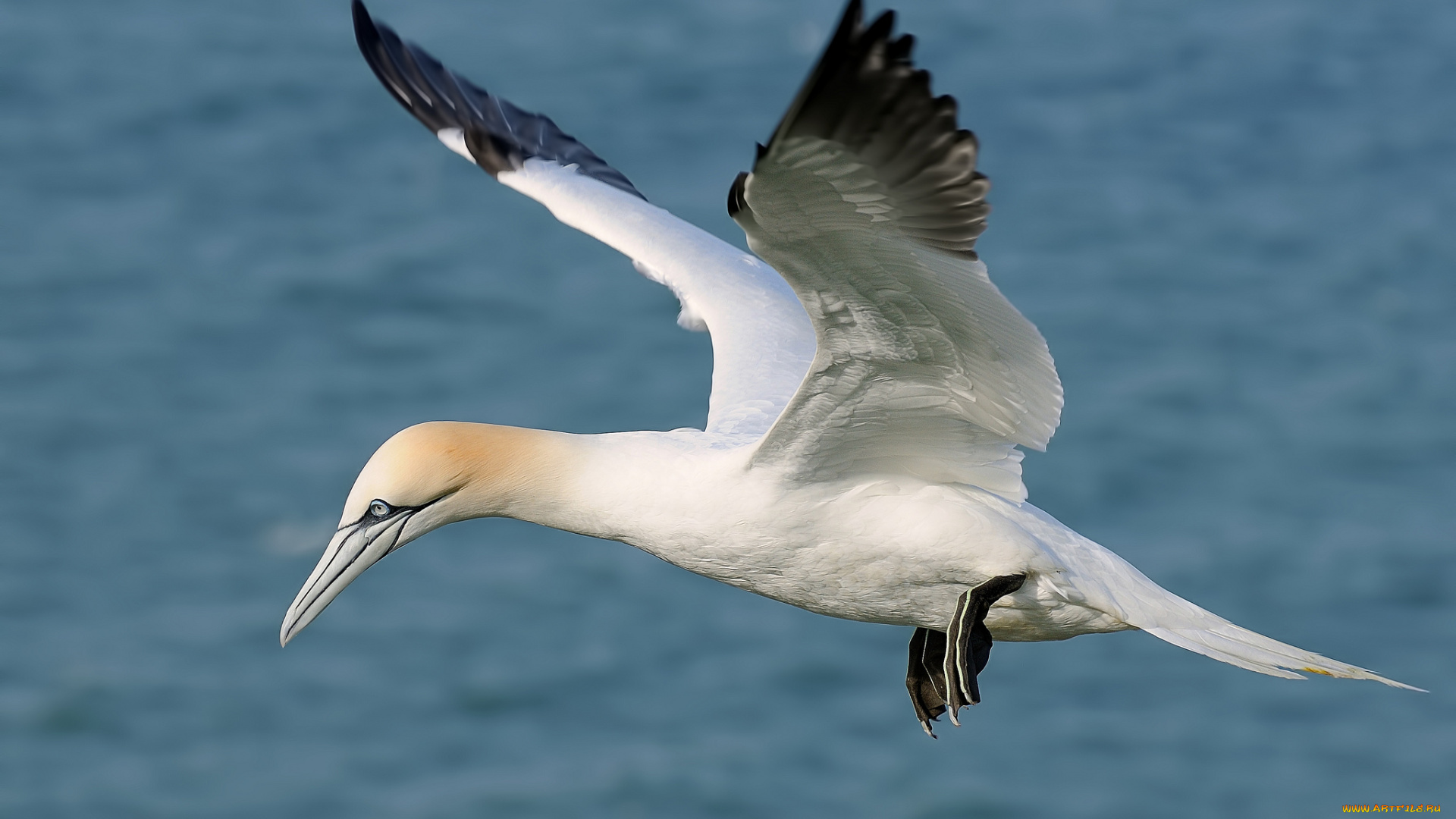 животные, олуши, полет, птица