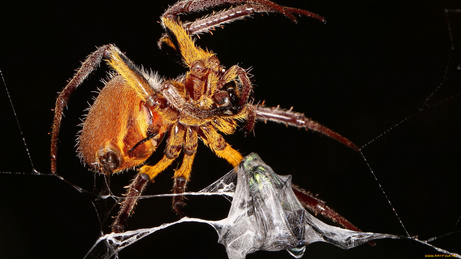 животные, пауки, паук, паутина