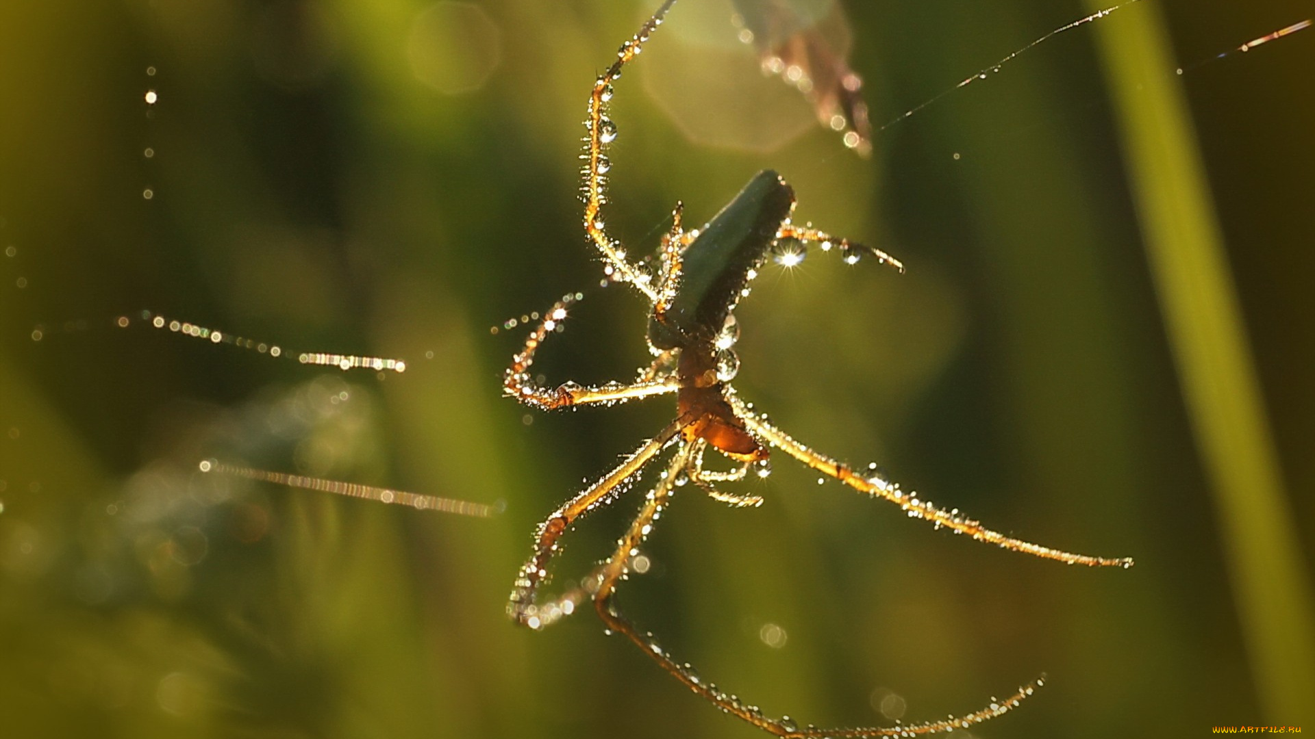 животные, пауки, природа, паутина, паук