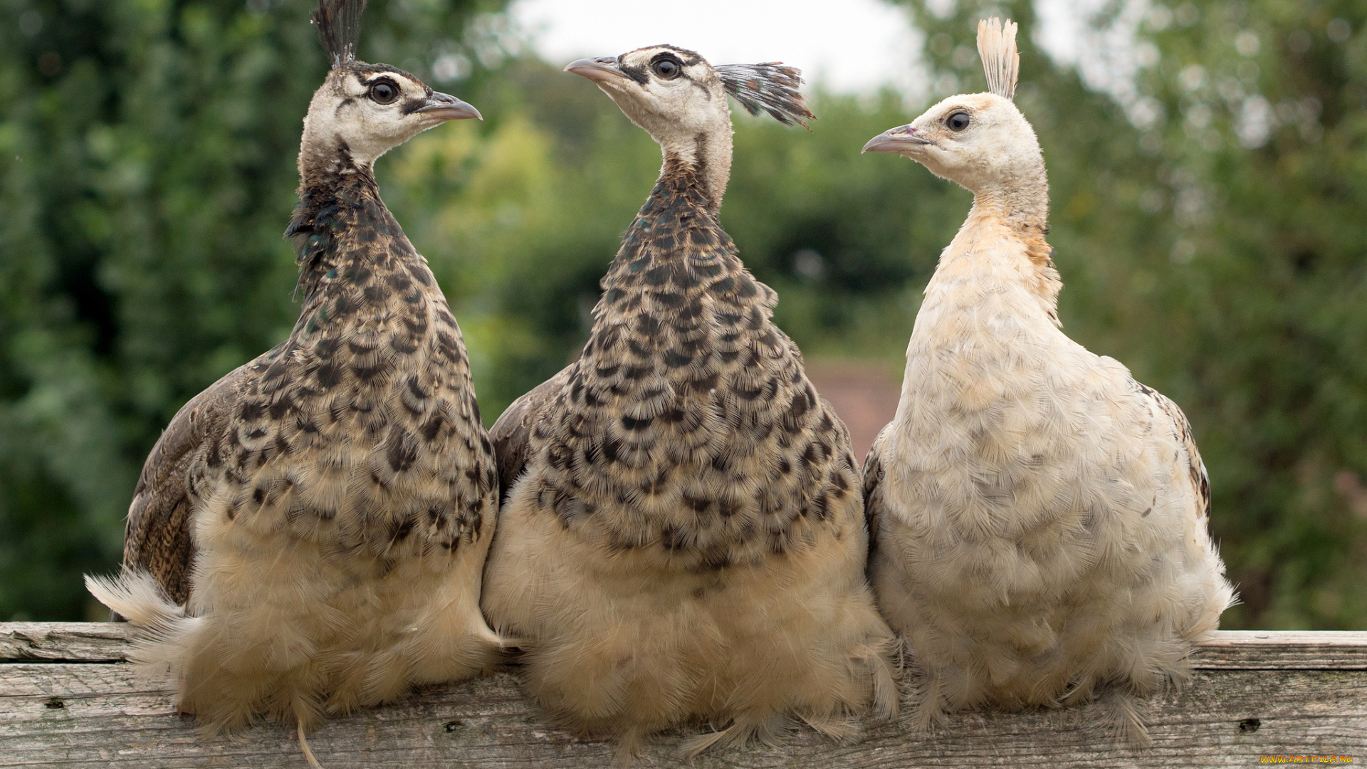 животные, павлины, троица
