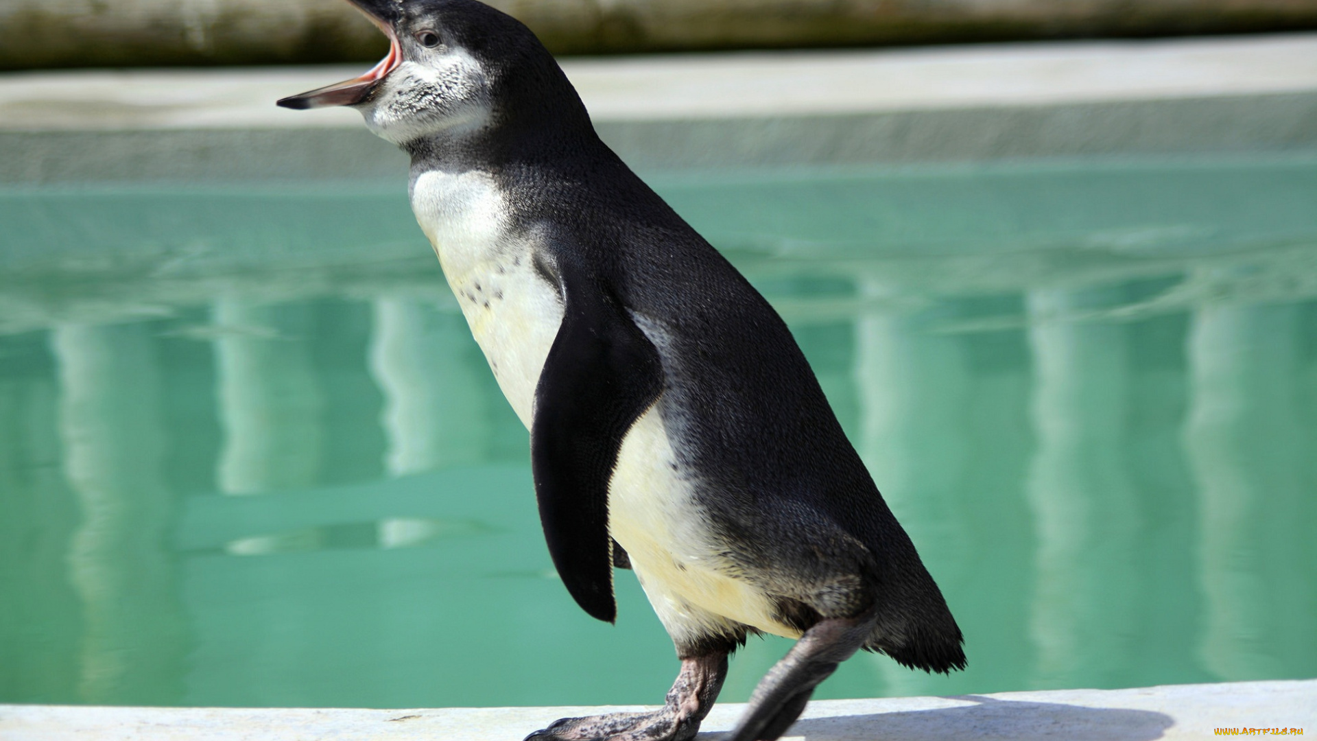 животные, пингвины, бассейн, пингвин