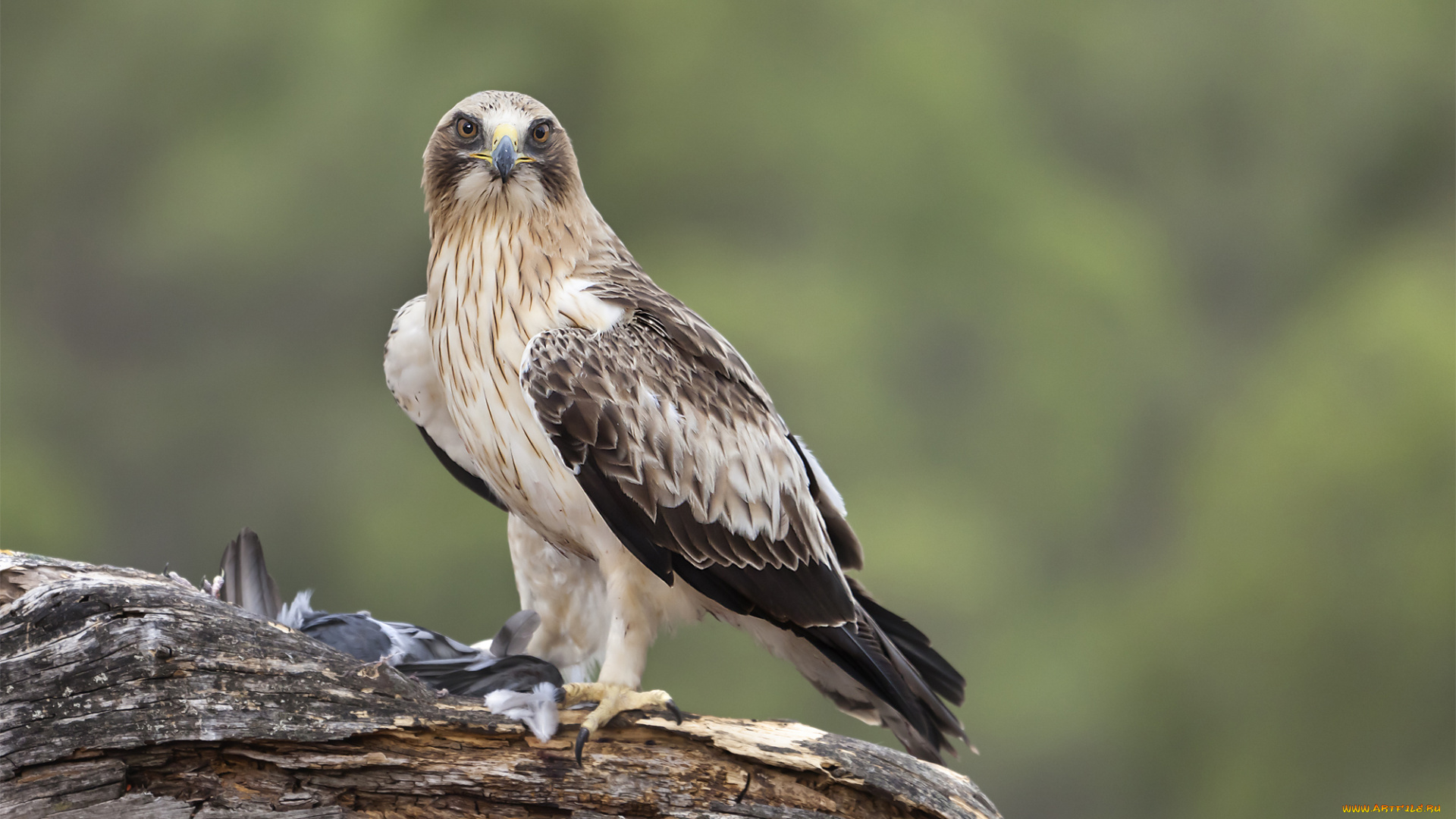 животные, птицы, -, хищники, фон, ветка, добыча, орел-карлик, птица