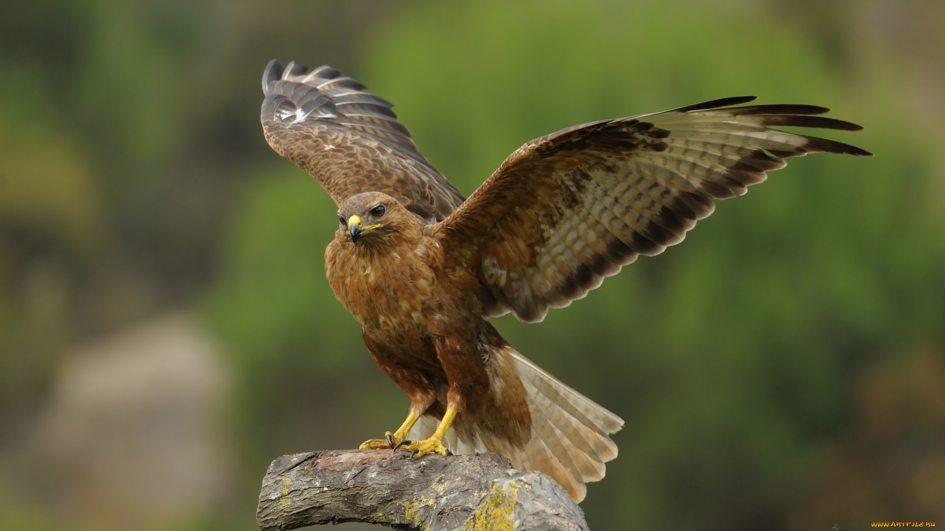 животные, птицы, -, хищники, орел