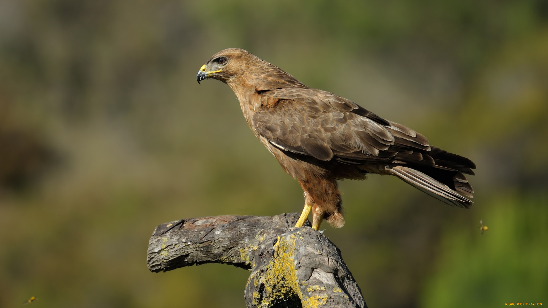 животные, птицы, -, хищники, орел