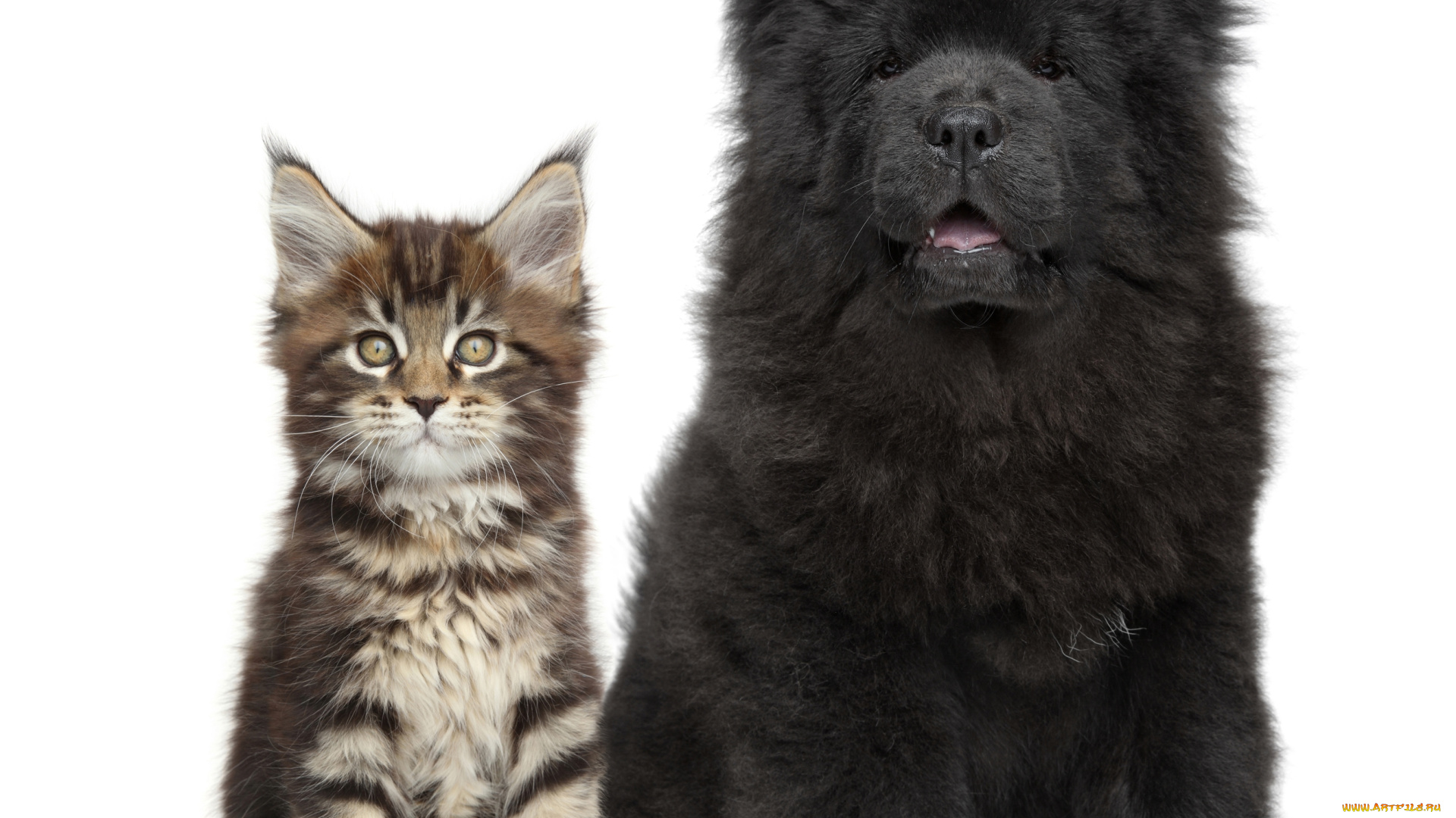 животные, разные, вместе, котенок, щенок