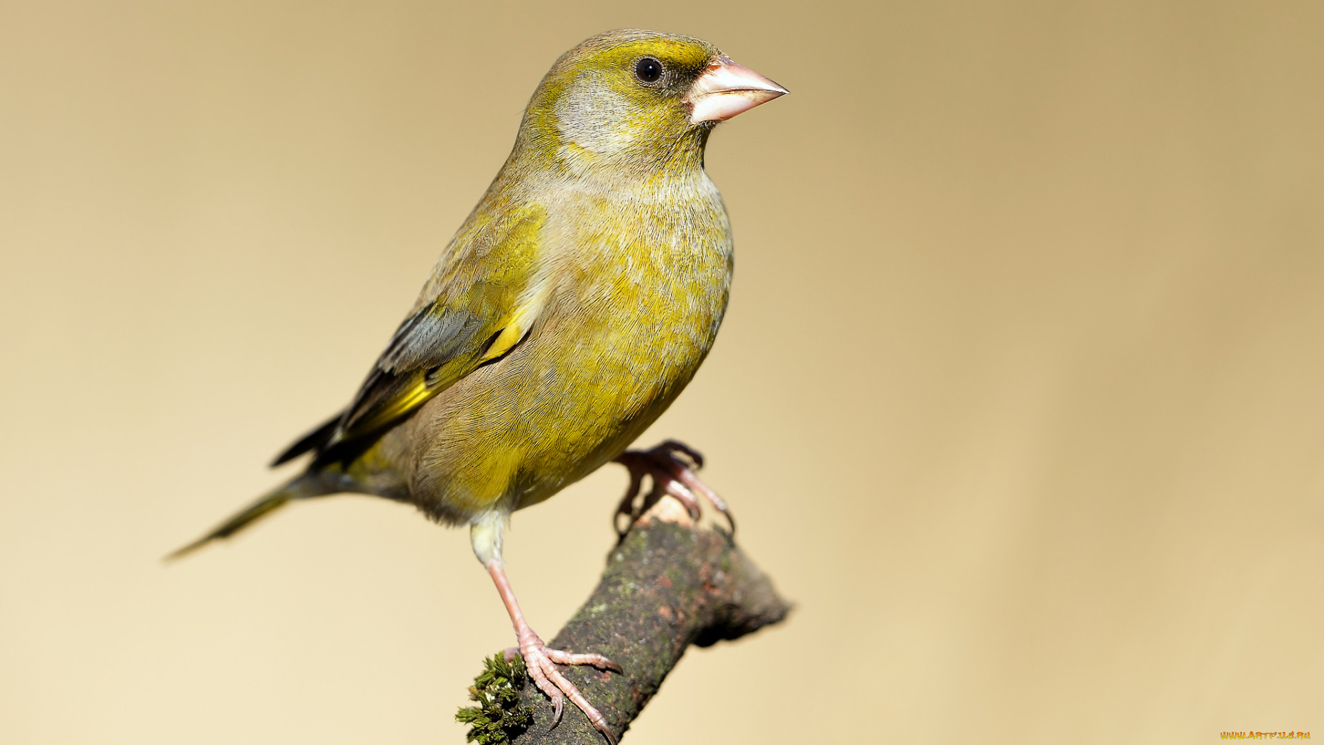 животные, щеглы, , чижи, птичка