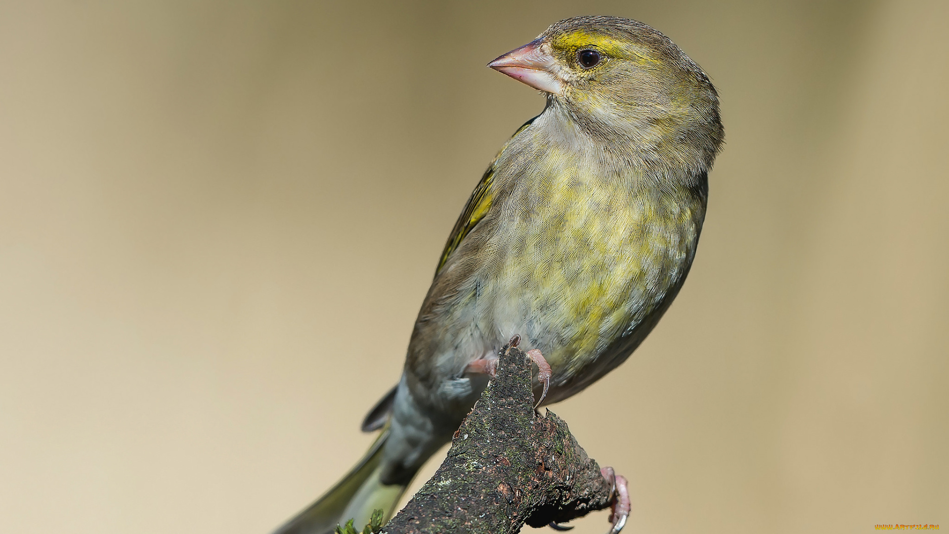 животные, щеглы, , чижи, птичка