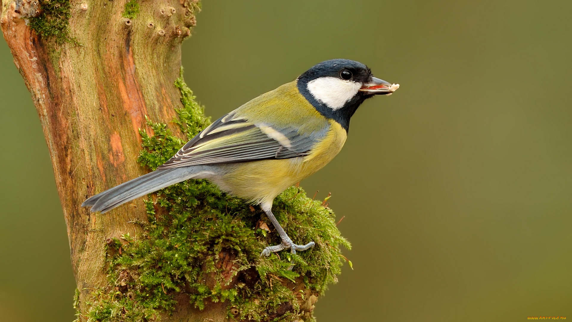 животные, синицы, , лазоревки, синичка