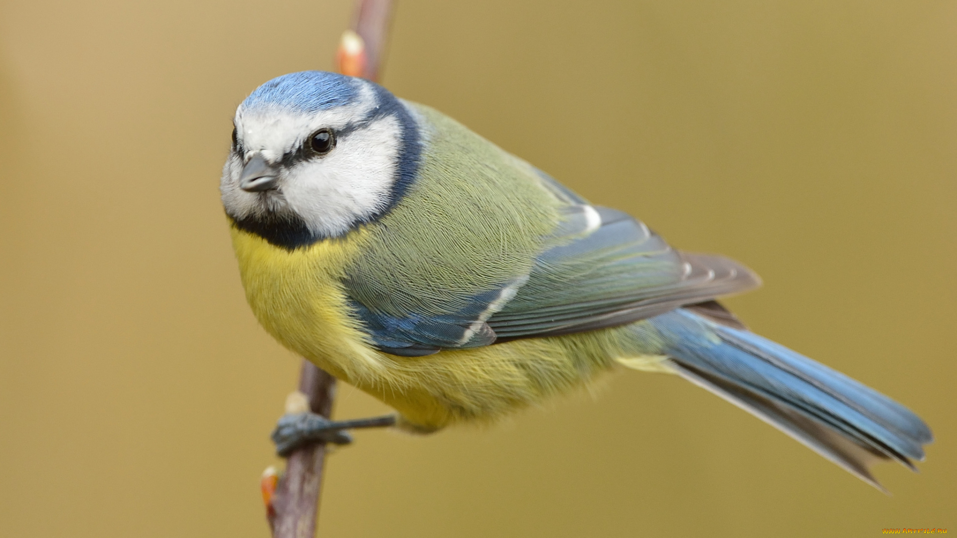 животные, синицы, , лазоревки, синичка