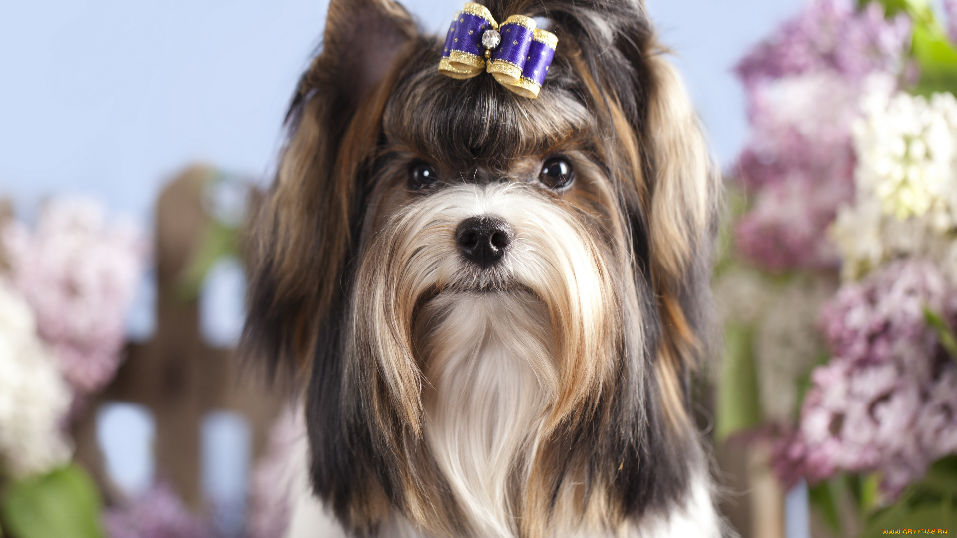 животные, собаки, девочка, бантик, заколка, собака