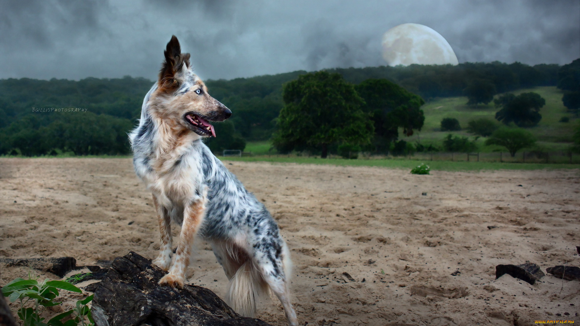 животные, собаки, природа, фон