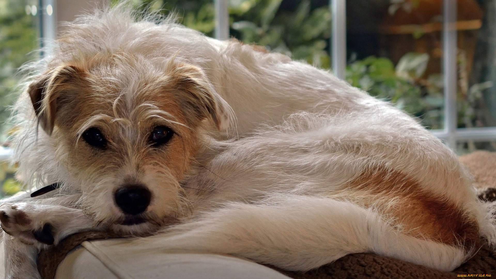 животные, собаки, собака, пёс, лохматый, взгляд