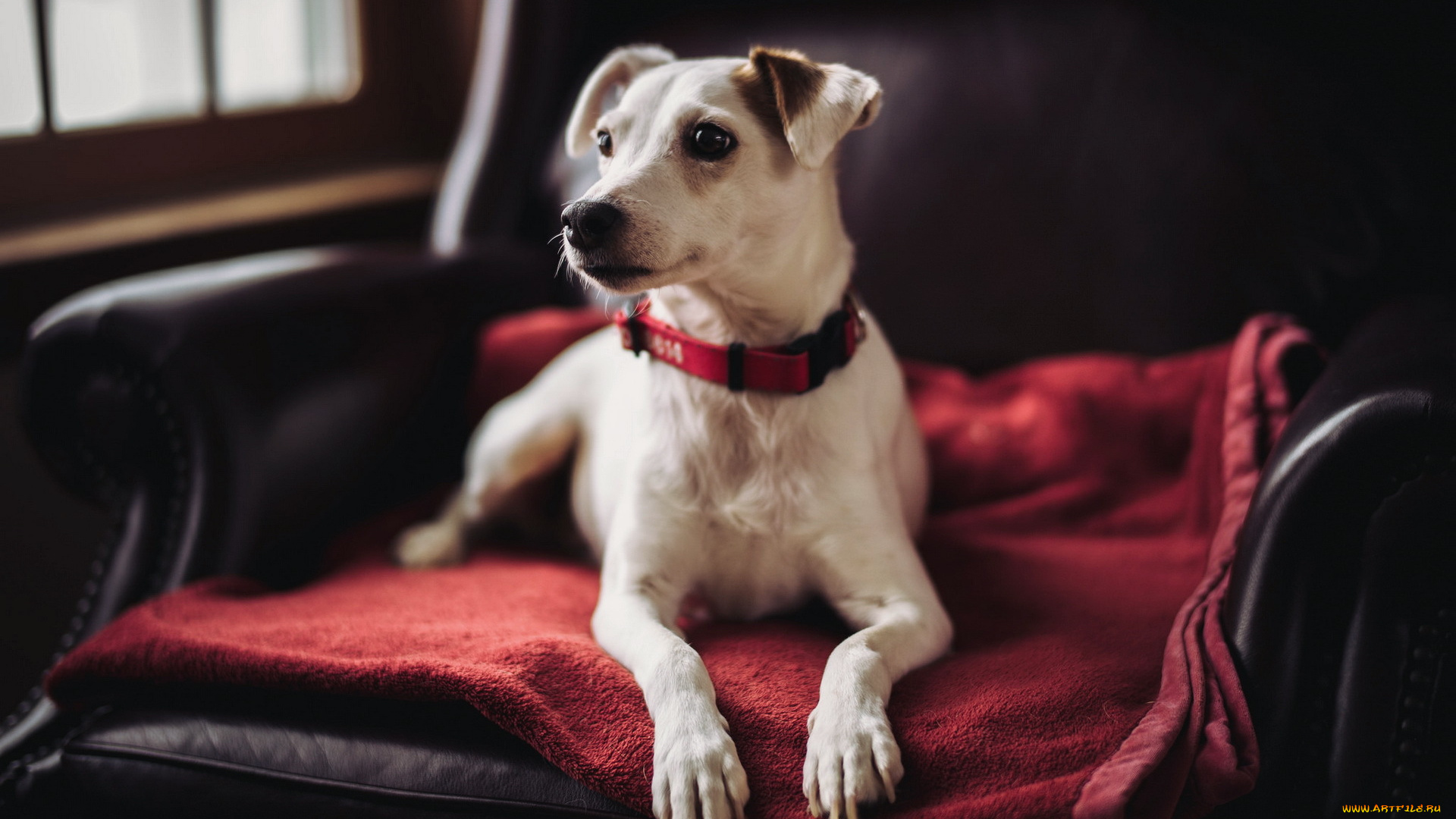 животные, собаки, взгляд