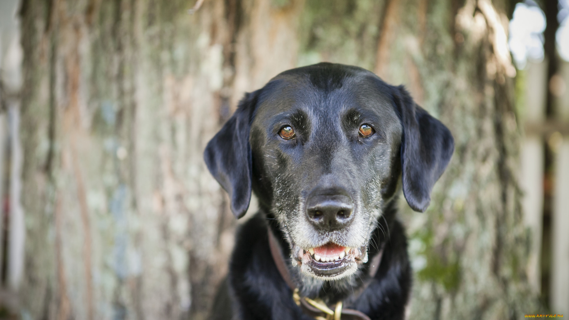 животные, собаки, взгляд, чёрный, пёс