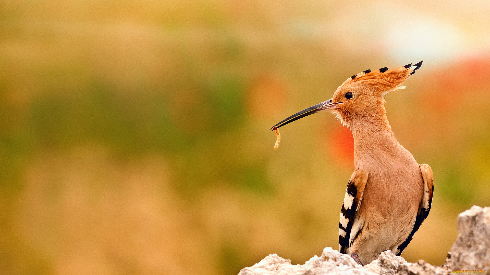 животные, удоды, удод, боке, насекомое