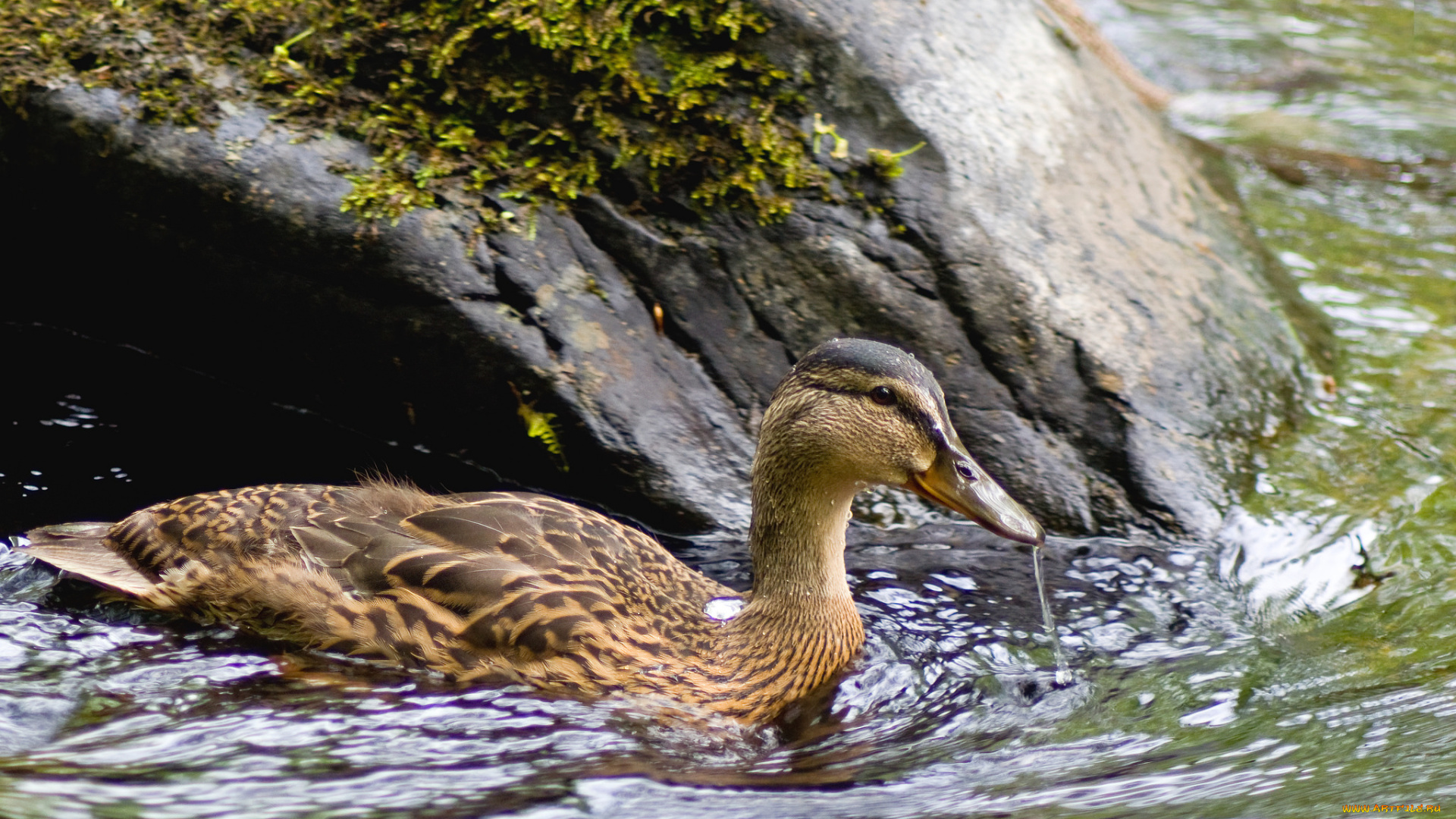 животные, утки, утка