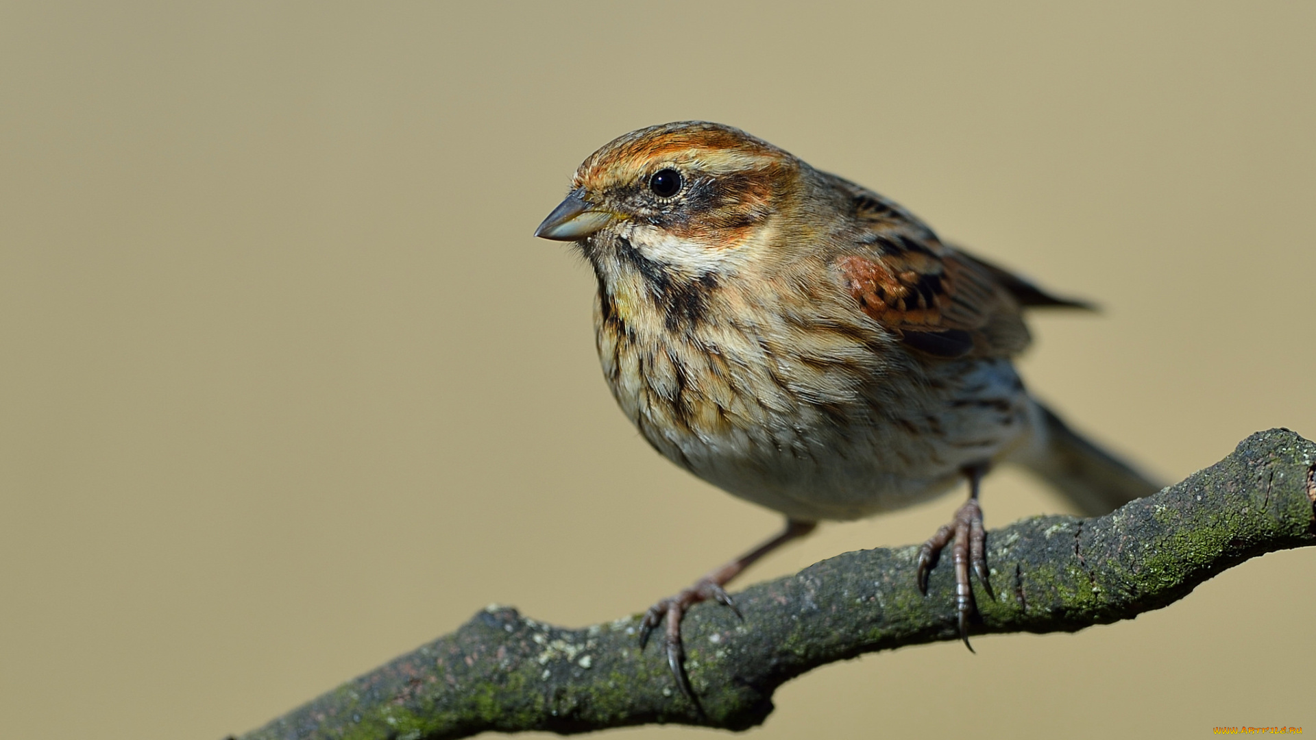 животные, воробьи, воробей
