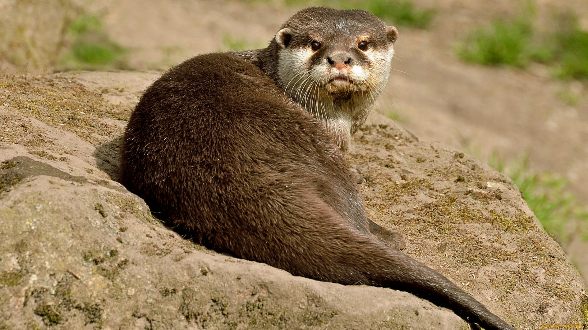 животные, выдры, , каланы, , ондатры, выдра