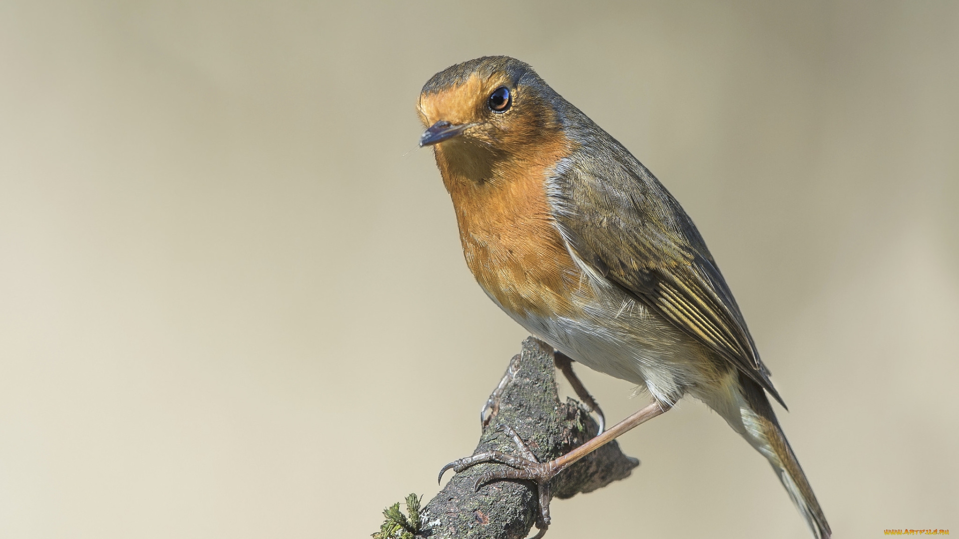 животные, зарянки, , малиновки, птичка