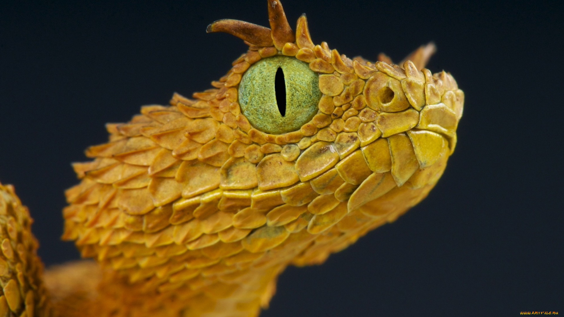 животные, змеи, , питоны, , кобры, гадюка, змея, фон, рогатая