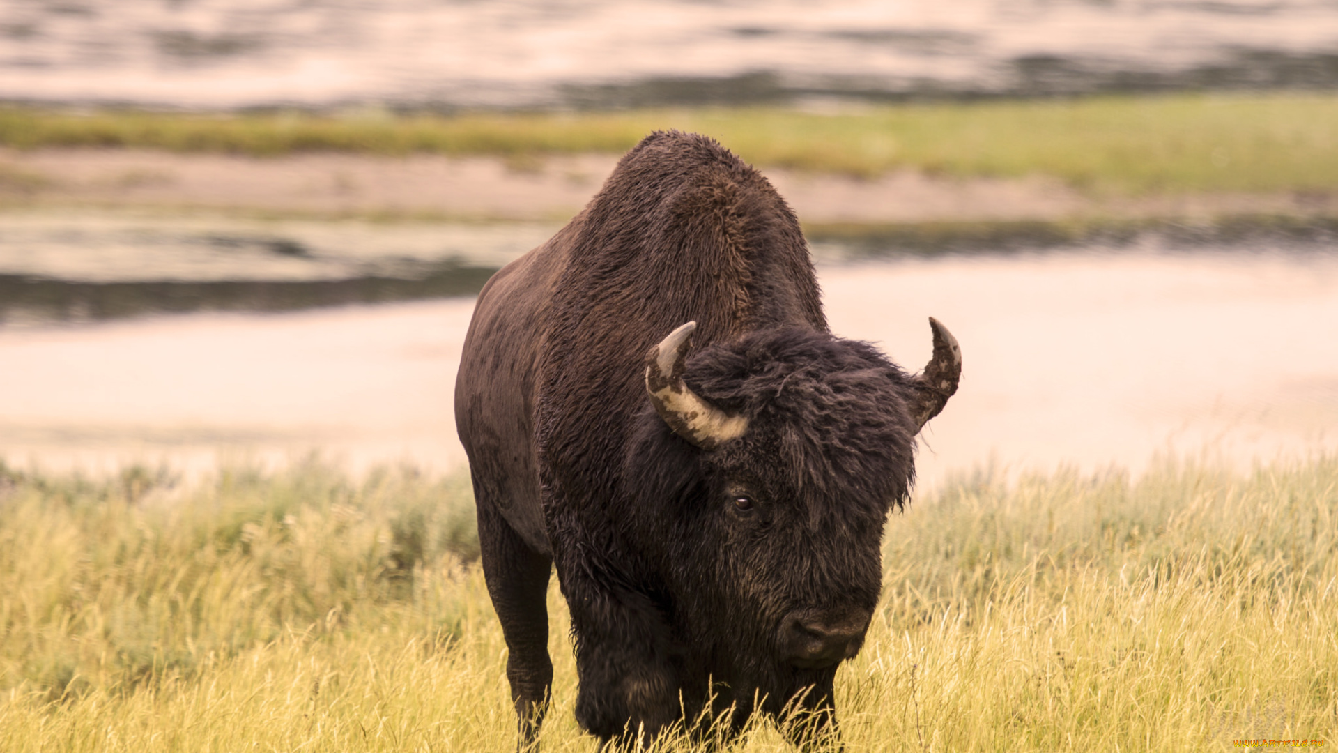 животные, зубры, , бизоны, зубр