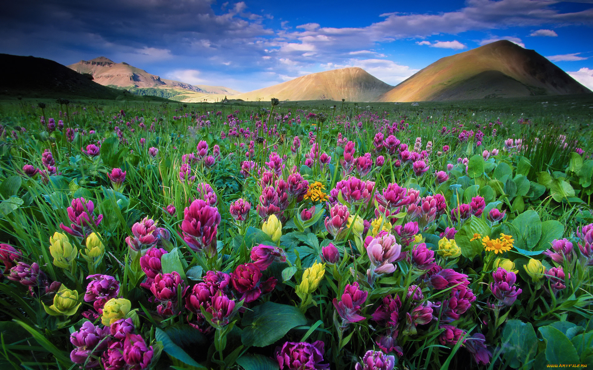 цветы, луговые, , полевые, , цветы, холмы, colorado, state, forest, park, небо, облака, parks, american, lakes, area, usa