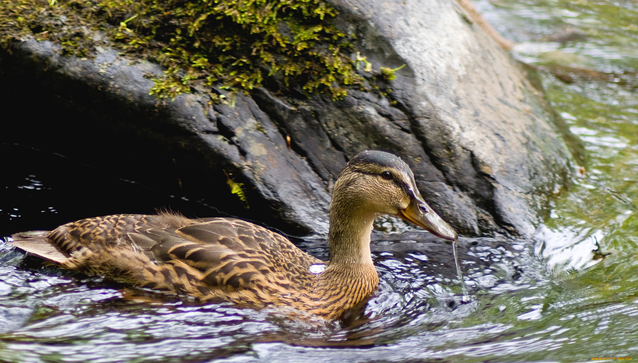 животные, утки, утка