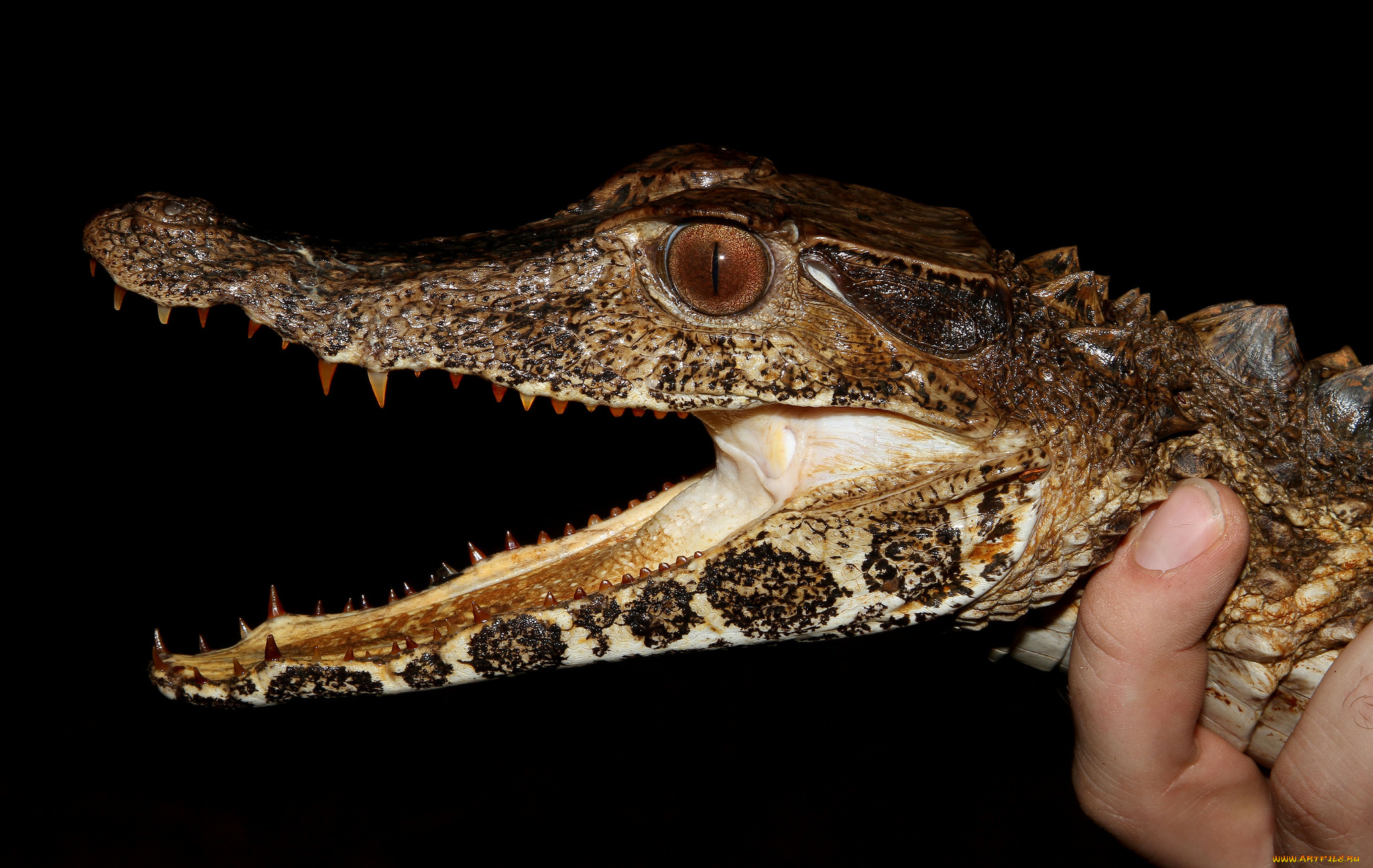 животные, крокодилы, пасть, крокодил