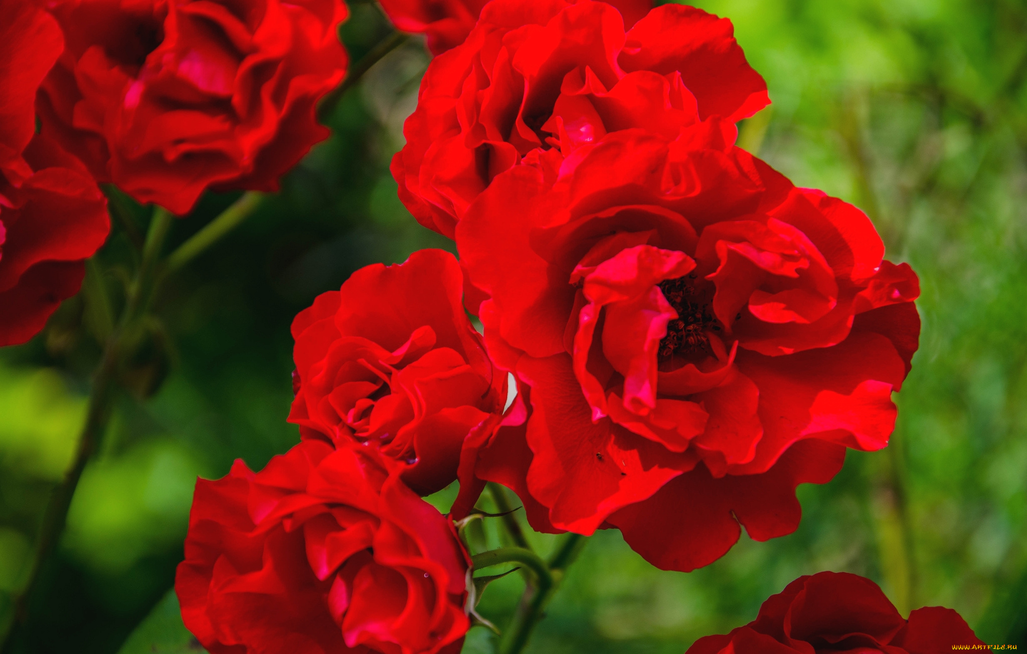 цветы, розы, красный