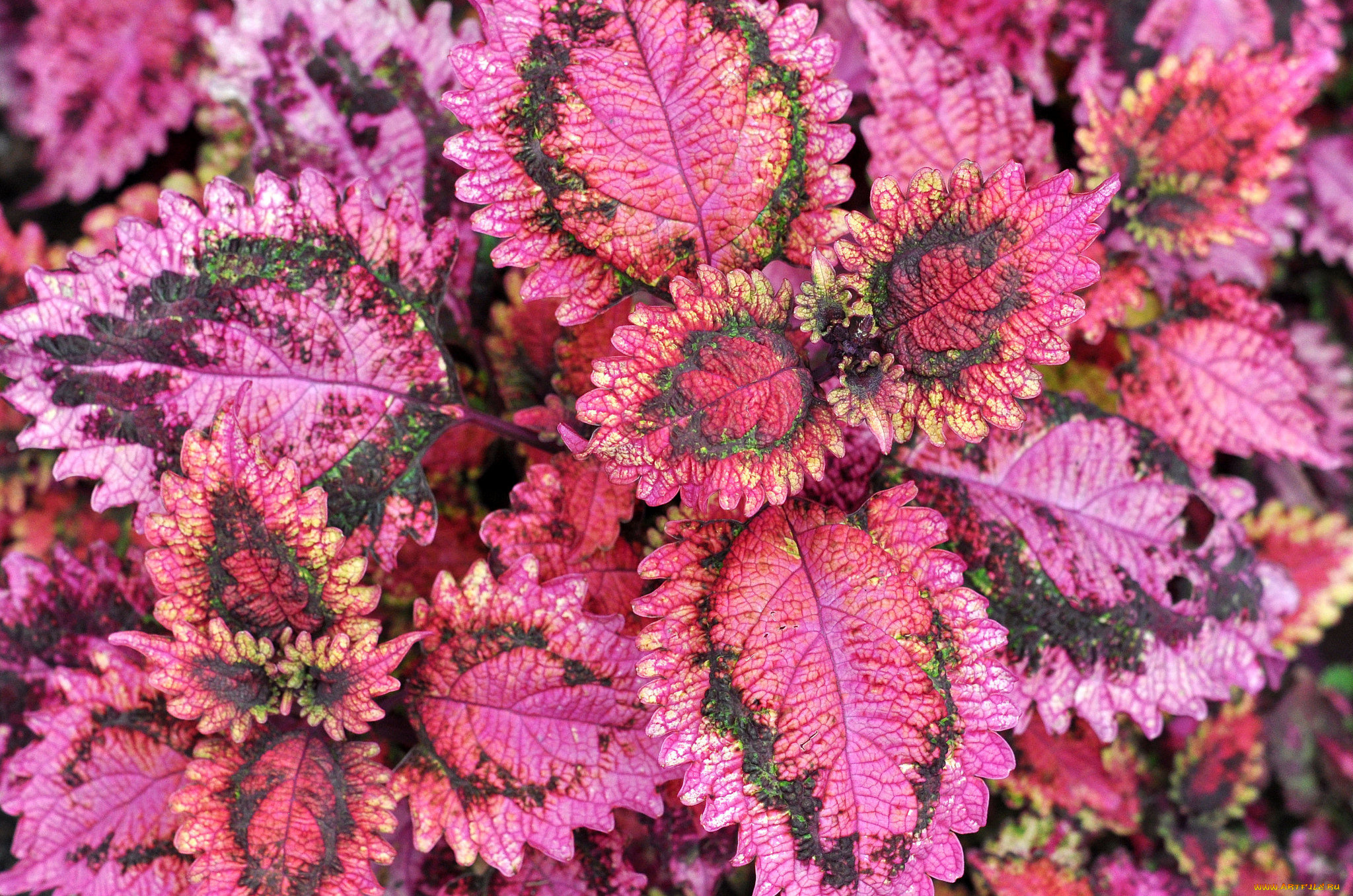 цветы, колеусы, , каладиумы, листья