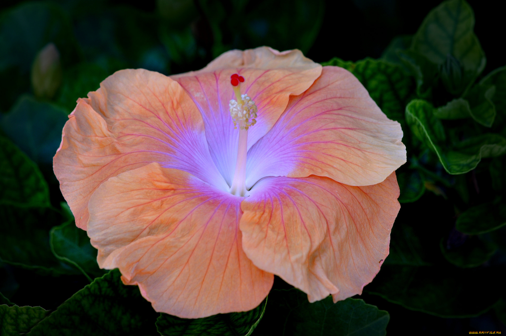 цветы, гибискусы, персиковый, гибискус, цветок