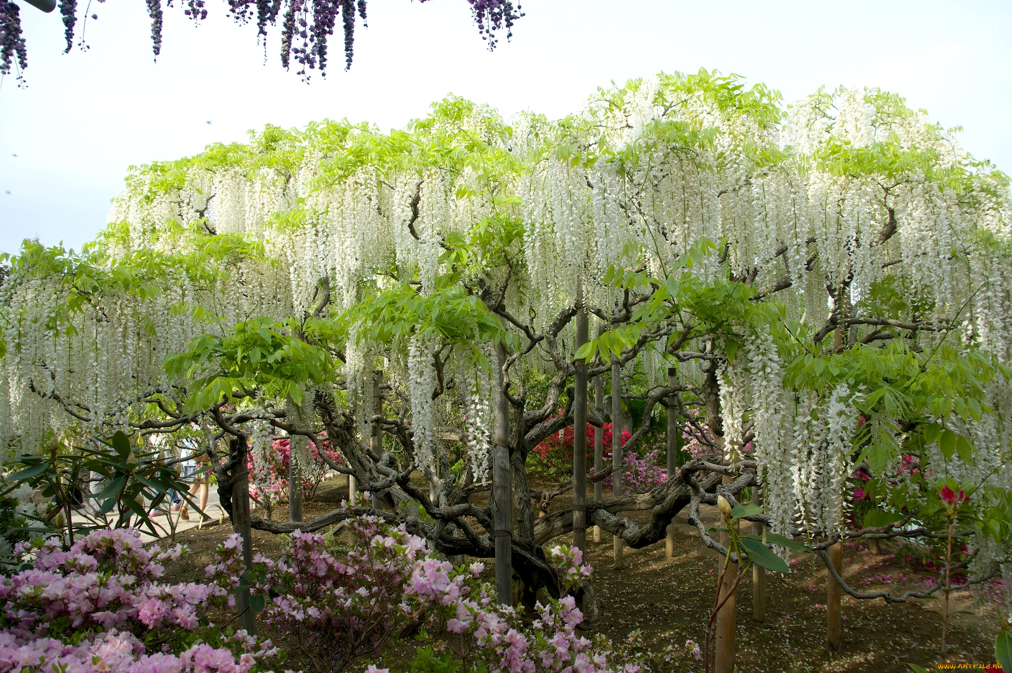 цветы, глициния, вистерия