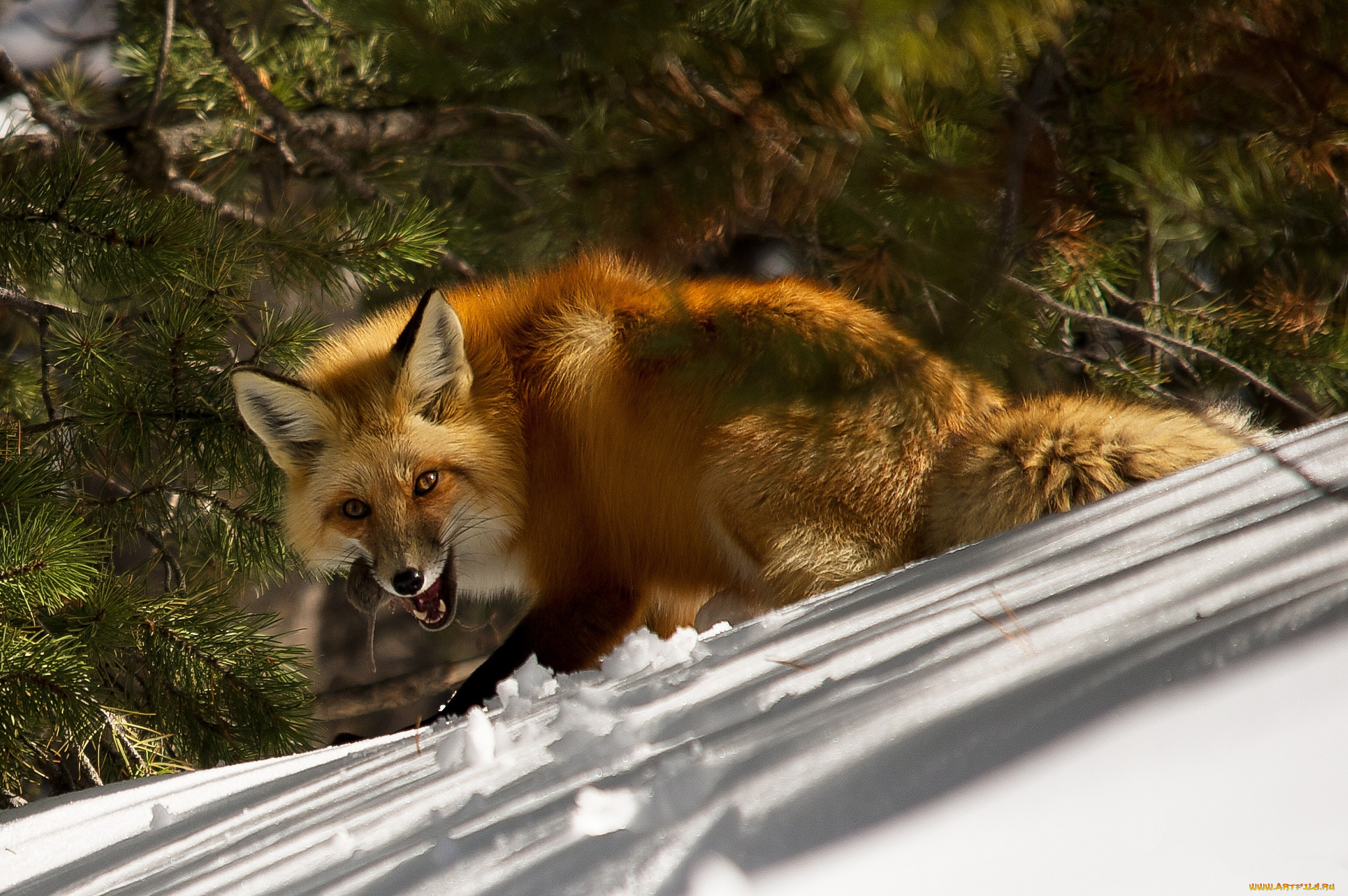 животные, лисы, лисичка