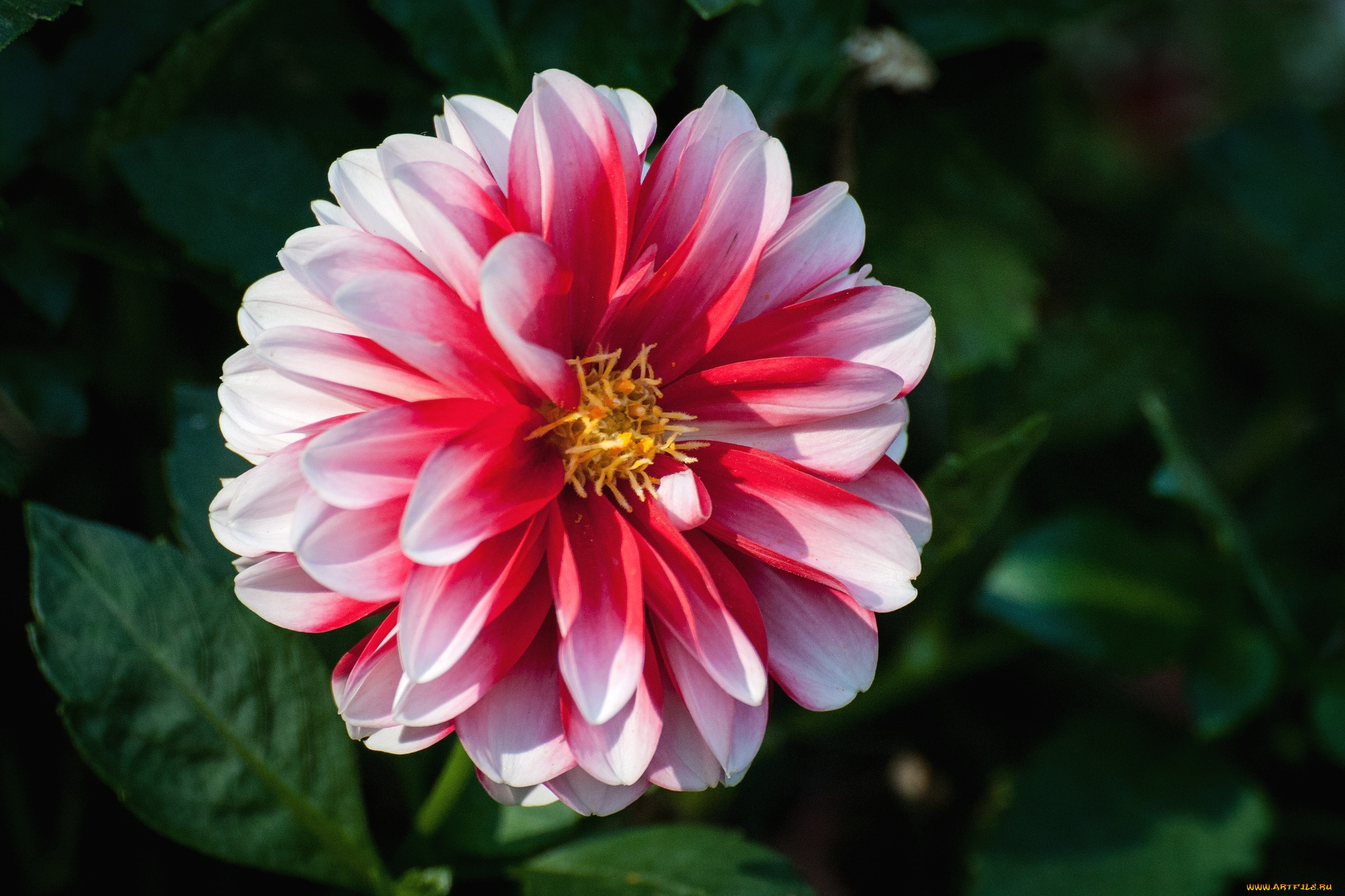 цветы, георгины, пестрый