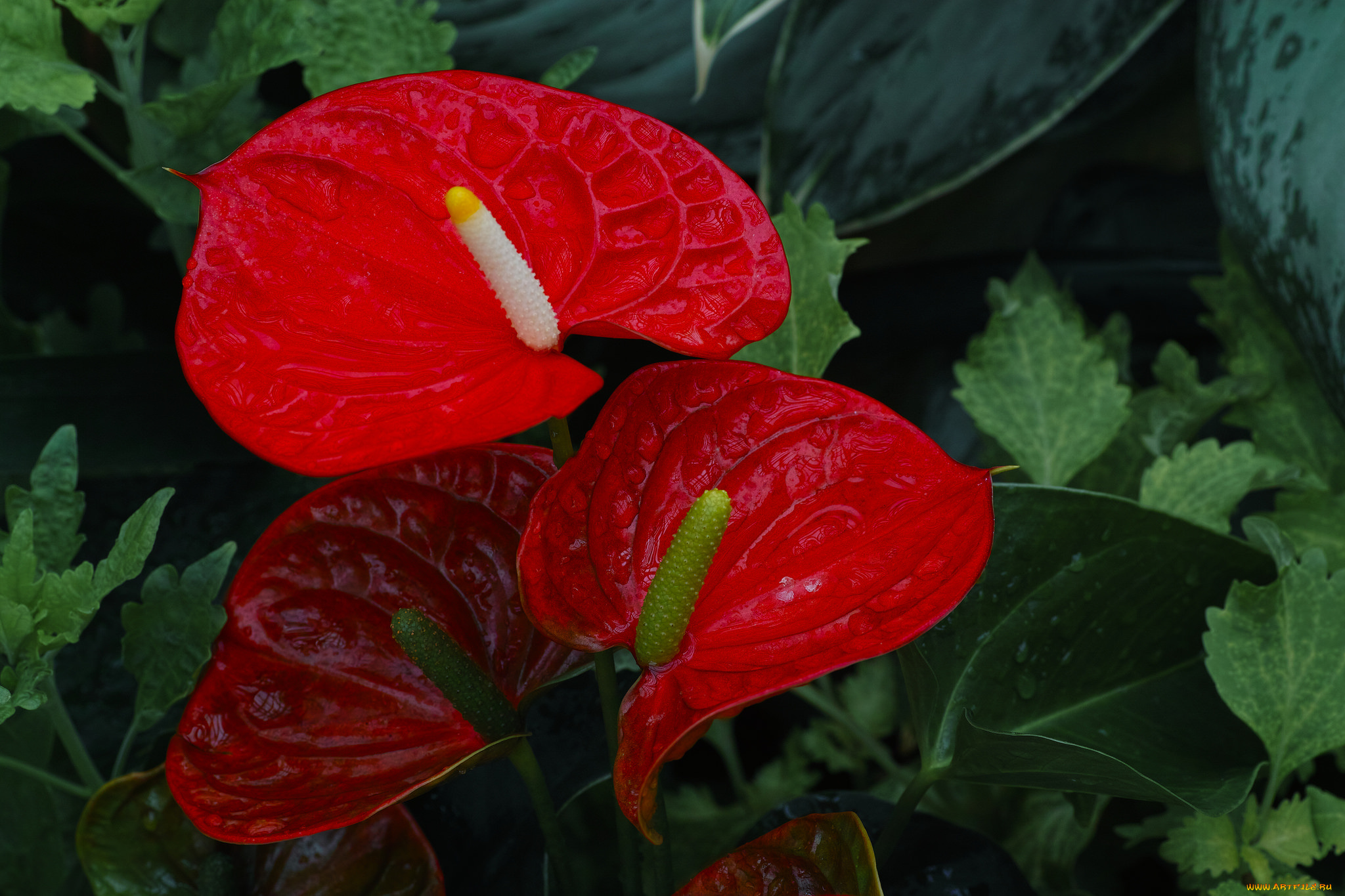 цветы, антуриум, , цветок, фламинго, калы, роса, капли, красные