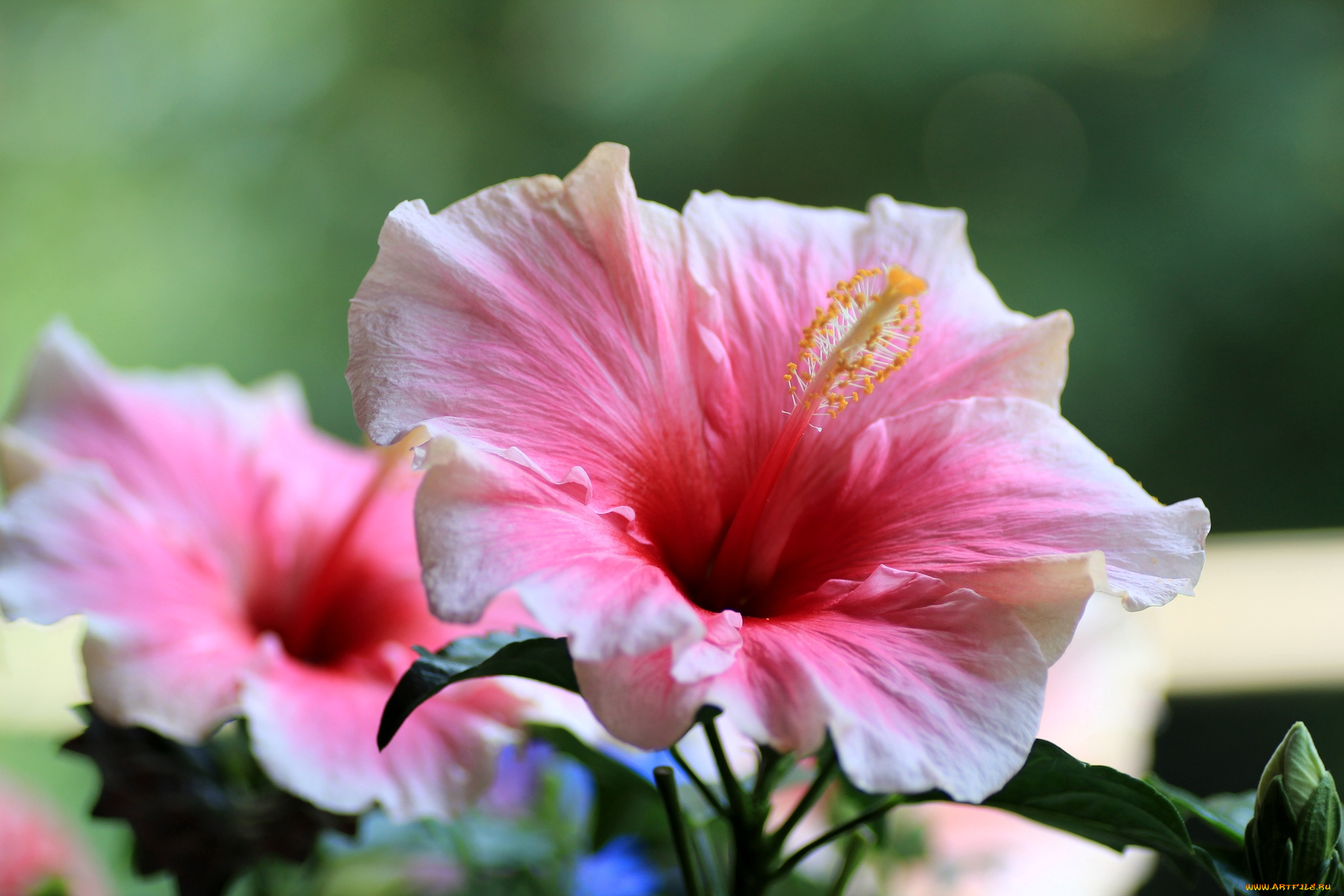 цветы, гибискусы, макро